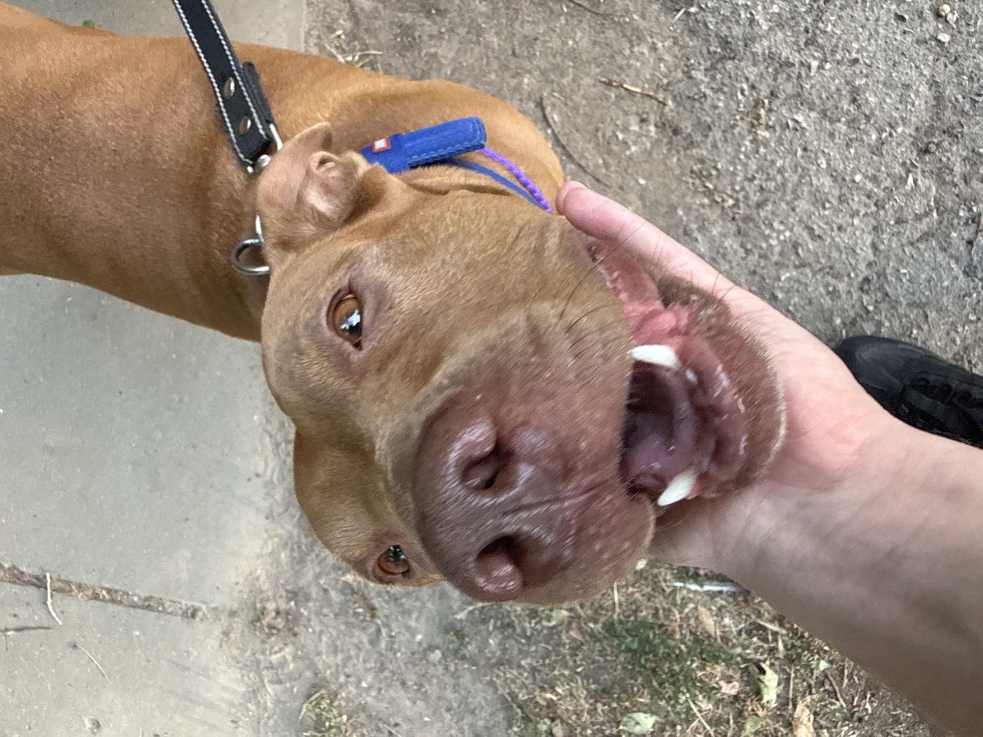 In this close-up, eye-level shot, a tan pit bull-type dog is being petted by a person's hand. The dog's mouth is open, revealing its teeth and tongue, and its head is tilted upwards towards the hand. The dog wears a blue rabies tag and a black collar with white stitching. The background consists of a concrete surface with scattered dry leaves and grass. The scene appears to be outdoors, possibly in a park or on a sidewalk, consistent with an urban environment like Zaporizhzhia, Ukraine.