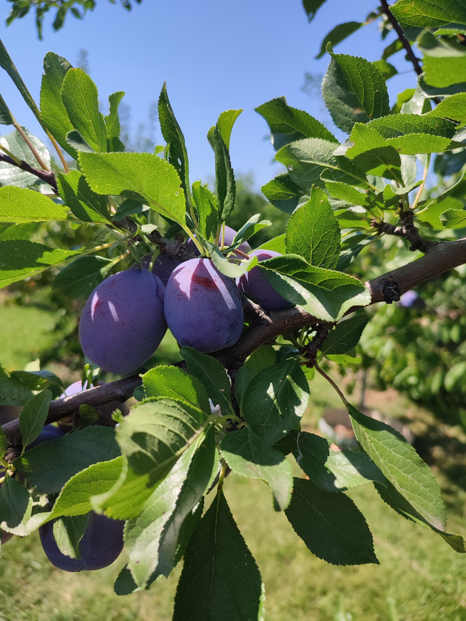 A close-up, eye-level shot captures a branch of a plum tree laden with ripe, deep purple fruit. The plums, illuminated by bright sunlight, exhibit a smooth, slightly waxy skin, with some showing faint pinkish blush marks. They are clustered together, nestled amongst vibrant green leaves that are detailed with visible veins. The leaves are slightly glossy, suggesting a healthy, sun-drenched appearance. The branch itself is brown and textured, with smaller twigs and the remnants of leaf stems visible. In the background, out of focus, is a soft blur of green grass and what appears to be more foliage, indicating an outdoor setting, possibly a garden or orchard. The sky above is a clear, bright blue, with no clouds present. The image was taken in Abinsk, Russia.