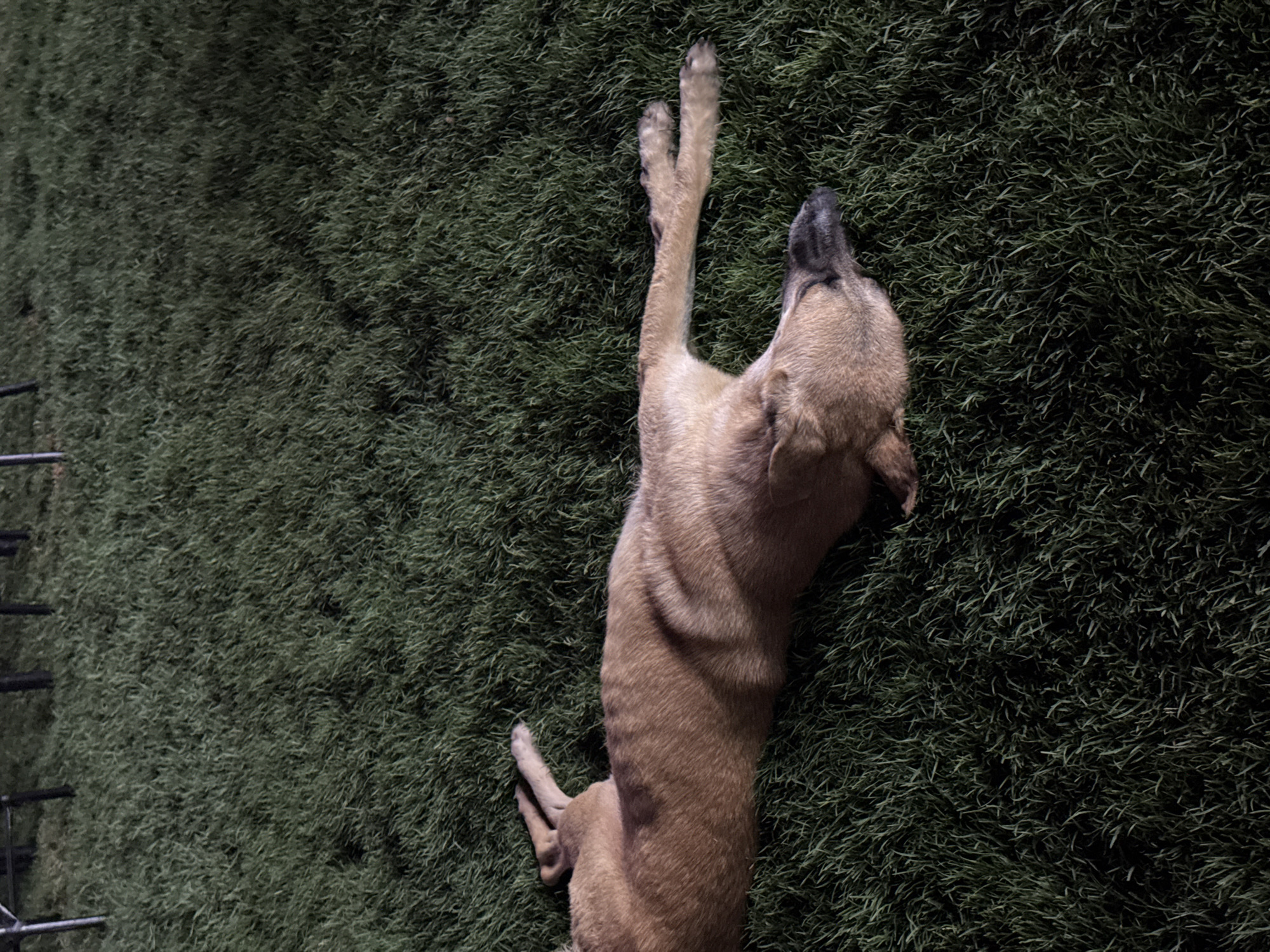 A tan-colored dog is lying on its side on a patch of green grass. The dog's head is turned to the right, with its eyes closed. Its legs are extended. The grass appears to be well-maintained and is illuminated by artificial light, creating shadows. The background is dark and out of focus, with some indistinct shapes that could be furniture or structures. There are no people visible in the image. The image appears to have been taken at night or in low-light conditions.