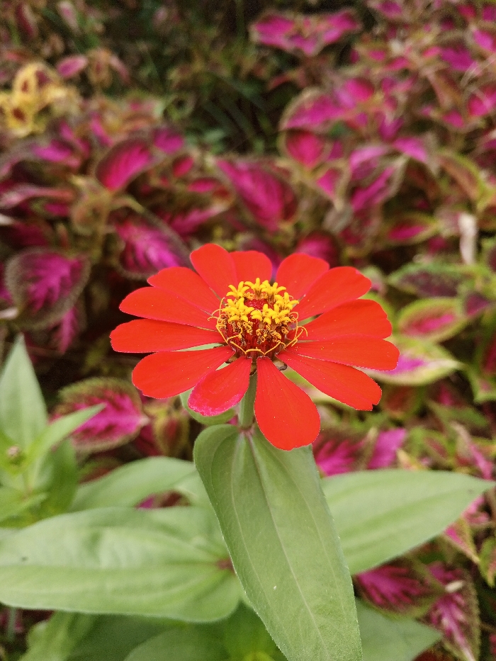 The image presents a close-up, vertical shot of a single, vibrant red flower in sharp focus against a blurred natural background. The prominent subject is a daisy-like flower, possibly a zinnia, with numerous scarlet-red petals arranged symmetrically around a dense, bright yellow center. The center of the flower is packed with small, delicate yellow disc florets and features intricate, curled yellow structures.
Beneath the blossom, a sturdy green stem supports the flower, with broad, elongated green leaves visible extending downwards and slightly to the sides in the mid-ground. These leaves are also in focus, showing their natural texture.
The background is rendered with a shallow depth of field, creating a soft, out-of-focus effect that highlights the main flower. This blurred backdrop is filled with dense foliage characterized by strikingly variegated leaves. These leaves display rich magenta or deep pink hues intermingled with patterns of green and hints of lighter yellowish-green, possibly belonging to Coleus plants. The varied colors and textures of the background foliage provide a colorful, yet unobtrusive, setting for the main subject.
The scene depicts an outdoor, daytime setting under natural light, as indicated by the bright, clear colors and lack of artificial light sources or harsh shadows. No people, visible text, or man-made objects are present. The photograph captures a moment of natural beauty, characteristic of a garden or wild plant area in Baza, Myanmar (Burma).