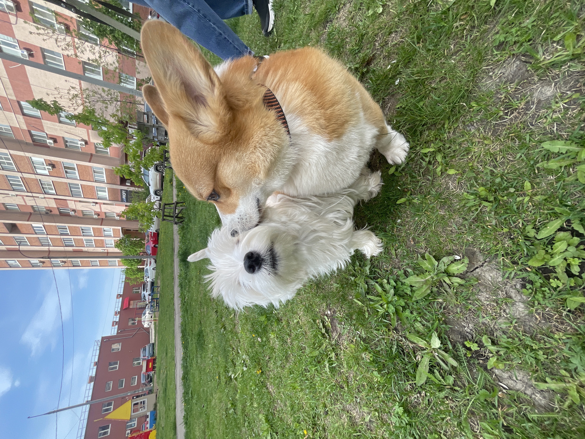 A downward-facing, full-shot photograph depicts a tan and white Corgi dog lying on top of a small white terrier-type dog in a grassy area. The Corgi is positioned facing to the left of the frame, with its head near the terrier's head. The terrier is positioned with its head toward the viewer and the Corgi lying on its body. Both dogs are on green grass.
In the background, out of focus, are buildings and parked cars. A person's legs, clad in jeans, and shoes can be seen at the top of the frame. The setting appears to be an urban park or lawn near apartment buildings.