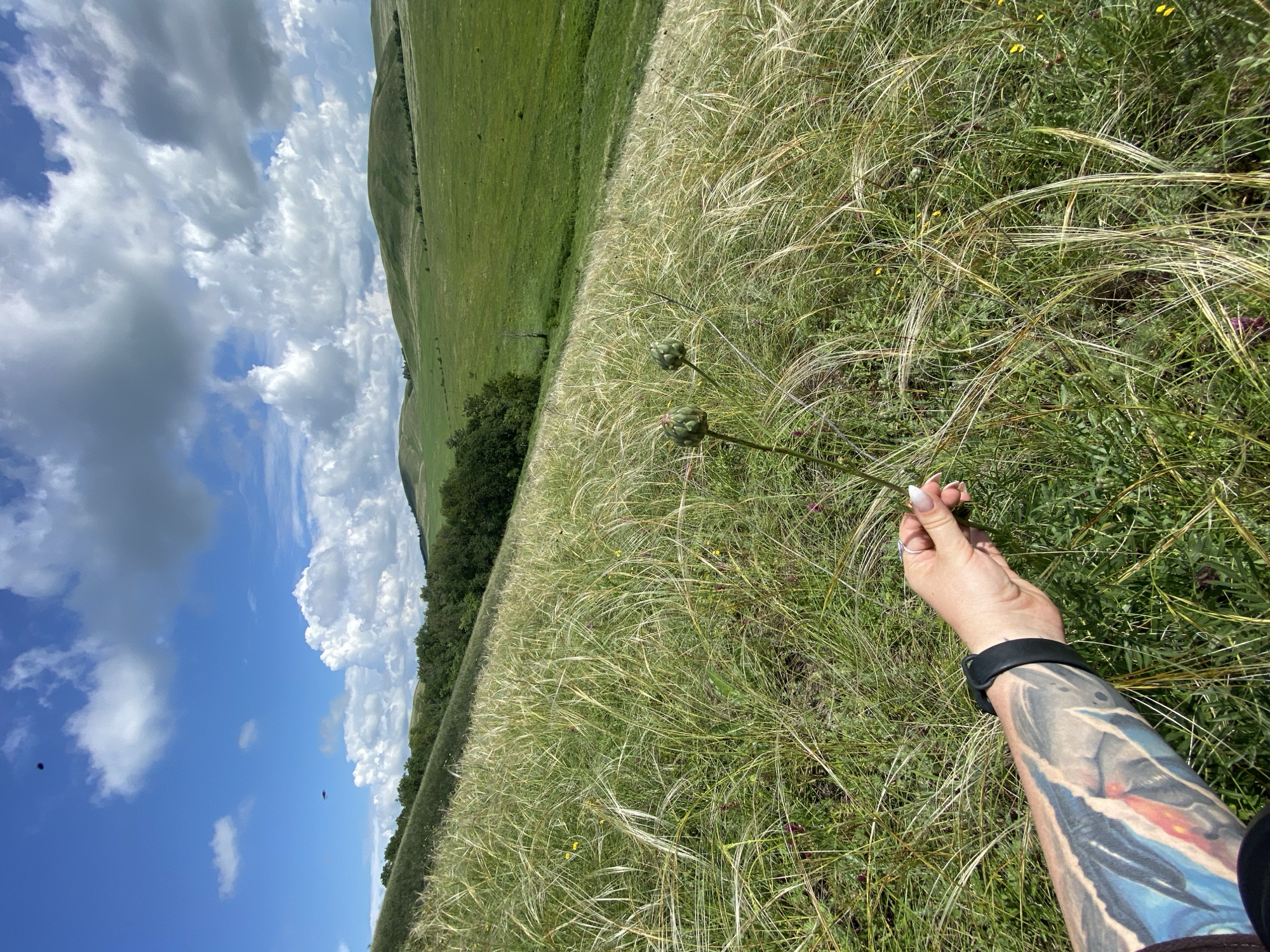 In a grassy meadow in Bogoslovka, Russia, a person's tattooed arm extends into the frame, holding two buds from a plant. The meadow is covered in tall, wispy grass that sways gently. Rolling green hills form the background, dotted with trees. The sky above is a bright blue, with fluffy white clouds. The scene appears peaceful and natural.