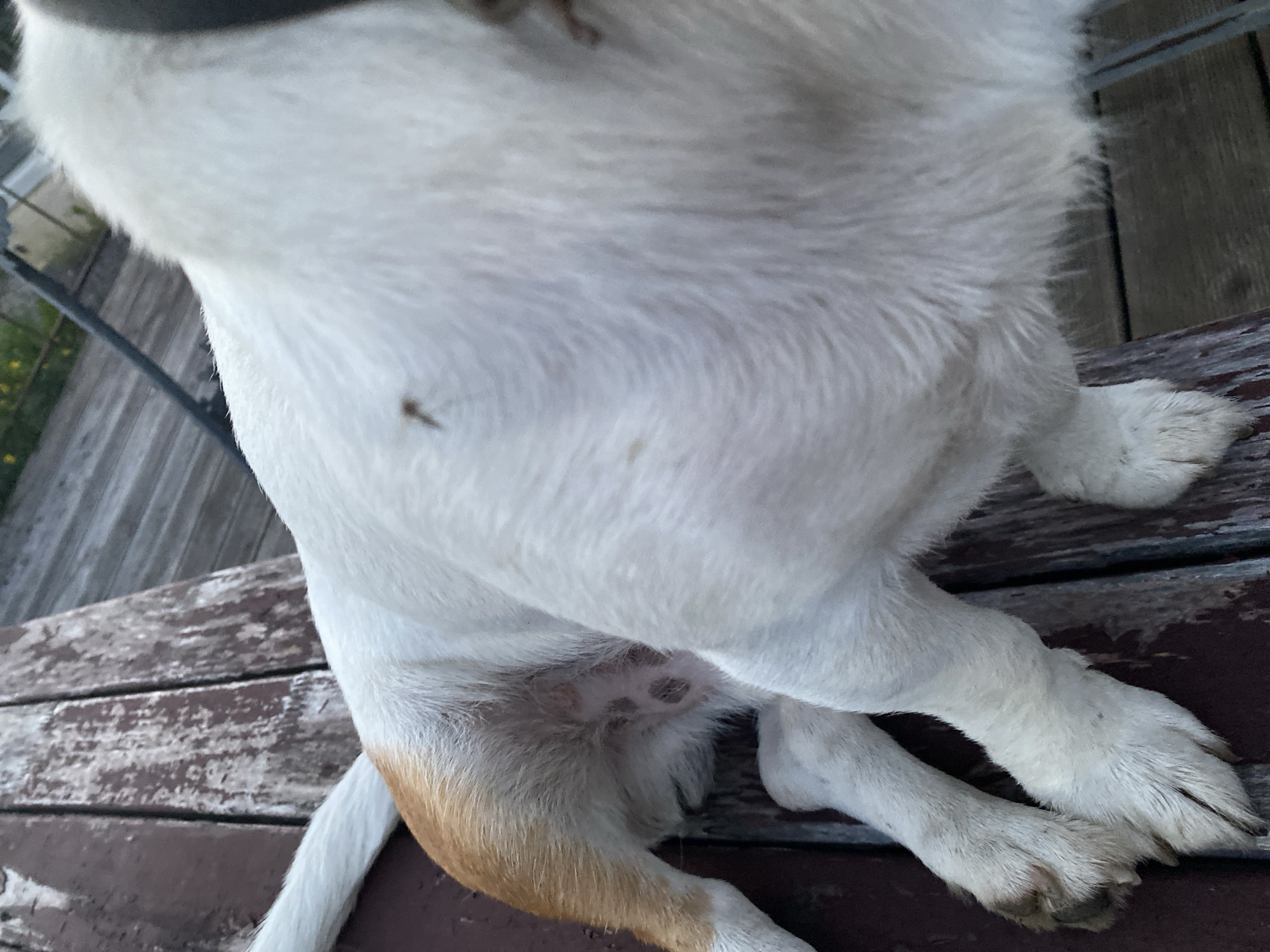 A close-up, eye-level, outdoor, medium shot captures the hindquarters and back legs of a white dog with some tan markings on its tail and hindquarters. The dog is lying down on a weathered wooden surface, possibly a deck or bench, which appears to be outdoors. The wooden planks are dark brown and show signs of age and wear. The dog's fur is predominantly white and appears soft. One of the dog's hind legs is positioned in the foreground, with its paws resting on the wood. The image is taken in Bol'shoe Zaborod'e, Russia, and suggests a moment of rest or relaxation for the animal in a natural or semi-natural environment. The background is slightly out of focus, showing hints of greenery and possibly some outdoor furniture or structures.