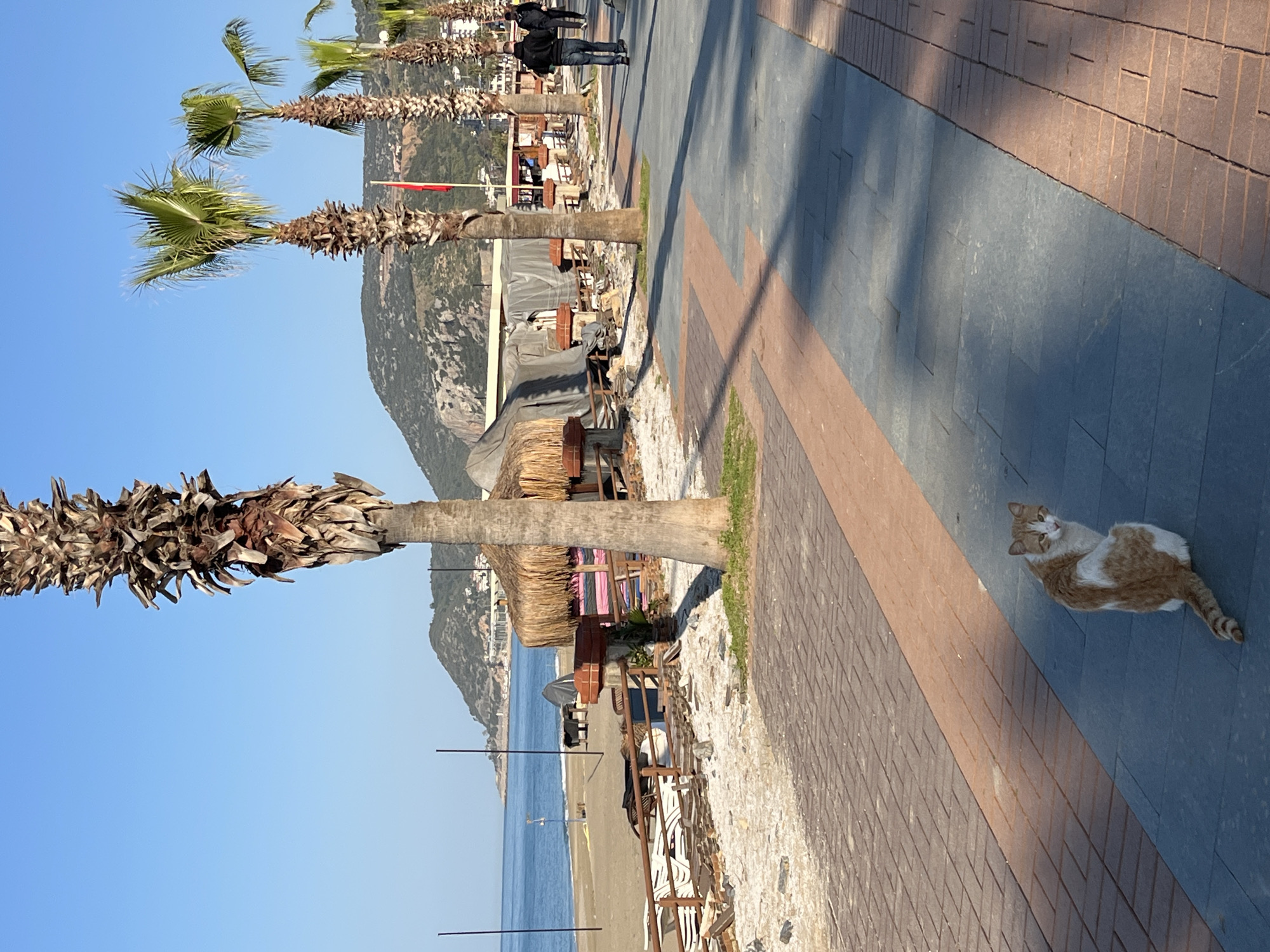 The image depicts a waterfront promenade in Alanya, Turkey, indicated by the coastal setting, palm trees, and structures reminiscent of beachside amenities. The scene features a brick-paved walkway with alternating blue-gray and brown segments. The Mediterranean Sea is visible in the background along with a mountain ridge characteristic of the Alanya region. In the foreground, there is a cat with orange and white fur. Some structures are visible between the palm trees and the walkway, and they are likely part of beachside establishments. A small group of individuals walks along the promenade. Beach chairs and other facilities appear to be present on the beach itself. The sky is clear and blue, suggesting a sunny day.
