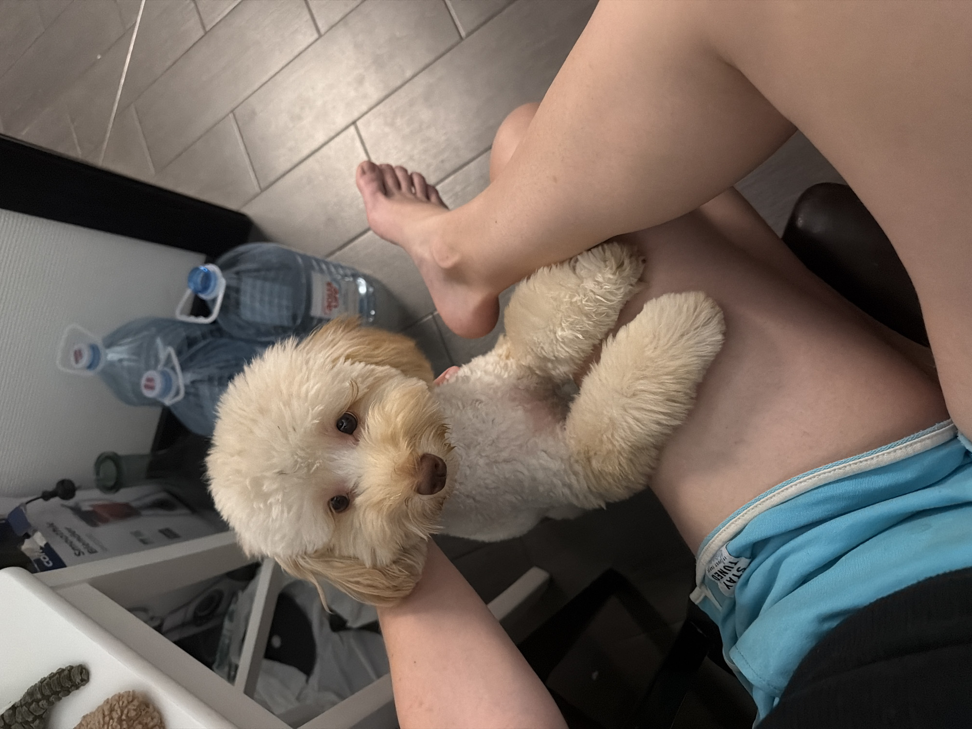 A light-colored, fluffy dog is being held by a person. The dog is positioned on the person's lap, with its front paws resting on the person's upper thighs. The dog has light brown eyes, a dark brown nose, and shaggy fur. The person is wearing blue athletic shorts with white trim. Part of the person's legs and feet are visible, as well as one arm holding the dog. In the background, there are two large plastic bottles of water, one with a blue cap and the other with a white cap. A white shelf unit with some items on it, including what appears to be a blender, is also visible. The floor is tiled with a wood-grain pattern. The scene takes place indoors. No specific location in Bila Tserkva, Ukraine can be identified from the image.