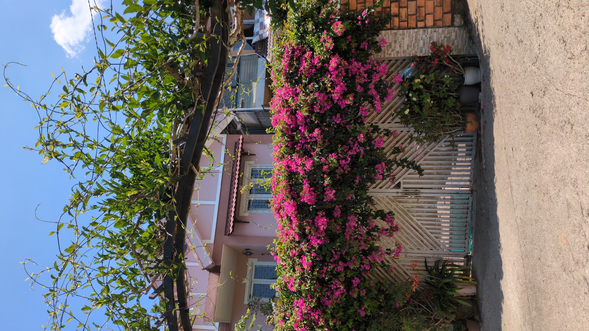 The image shows a residential scene, likely in Da Lat, Vietnam, given the architectural style. A pink two-story house is partially visible behind a gate covered in vibrant pink bougainvillea flowers. A vine-covered metal structure stands to the left. The sky is blue with sparse clouds. The foreground features a concrete pavement. No people are visible in the image. Other plant pots surround the gate. The gate itself is painted white and has a diagonal pattern. The house has white-framed windows. A brick wall is located behind the gate.