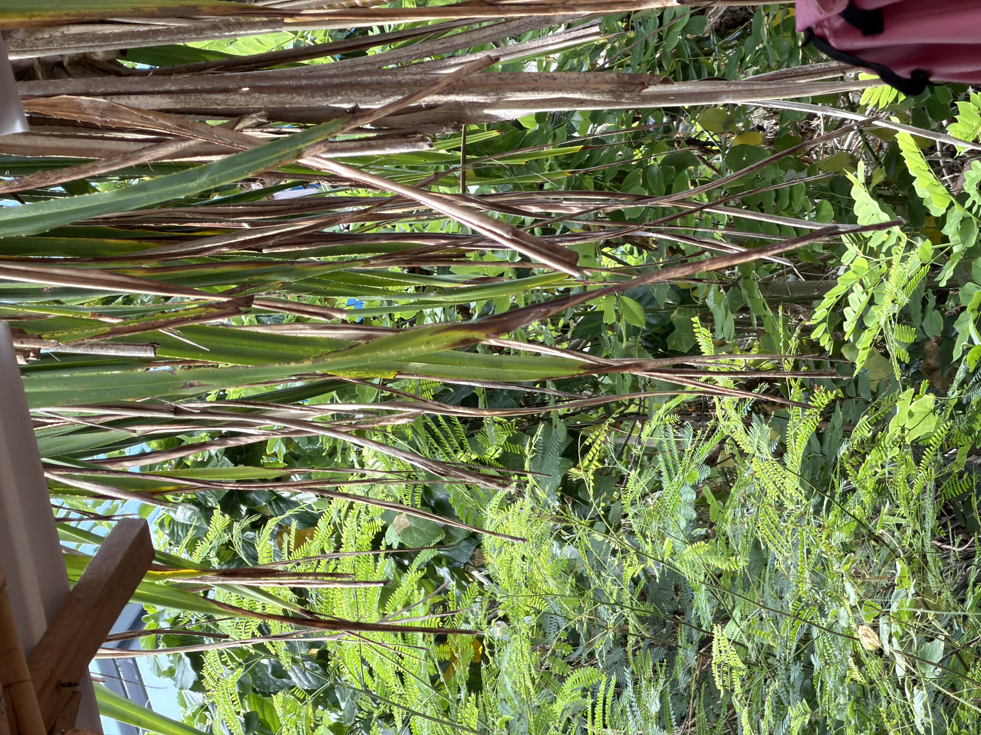 The image shows a dense, green foliage of tropical plants and trees. In the foreground, dry, brown palm fronds hang vertically, partially obscuring the view. These fronds have a weathered appearance, with some showing signs of decay and browning. Behind the fronds, vibrant green leaves and smaller, feathery plants fill the frame, creating a lush and overgrown environment. A wooden beam or structure is visible at the top of the image, suggesting an overhead shelter or building. In the bottom right corner, a hint of pink fabric, possibly part of a bag or garment, is visible. The scene depicts a natural, outdoor setting characterized by abundant plant life and the presence of dry plant material, likely in a humid, tropical climate such as Kuta Selatan, Indonesia. There are no people or animals visible in the image.
