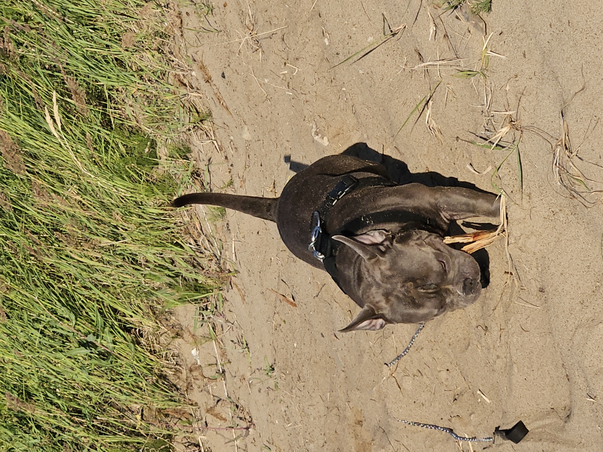 In this top-down, close-up shot, a dark-colored dog with pointy ears lies on sandy ground, chewing on a piece of wood. The dog is wearing a black collar with a silver buckle. A thin, beaded leash extends from the collar onto the sand. The dog's body is mostly obscured by shadow. To the left of the dog, a patch of tall, green grass is visible, with some dried stalks interspersed. The sandy ground appears dry and is scattered with small twigs and dry grass. The scene suggests an outdoor setting on a sunny day, likely in a natural environment such as a park or a field, given the presence of grass and sand. The angle of the sun, casting a distinct shadow, indicates it is likely midday or early afternoon. No text is visible in the image.