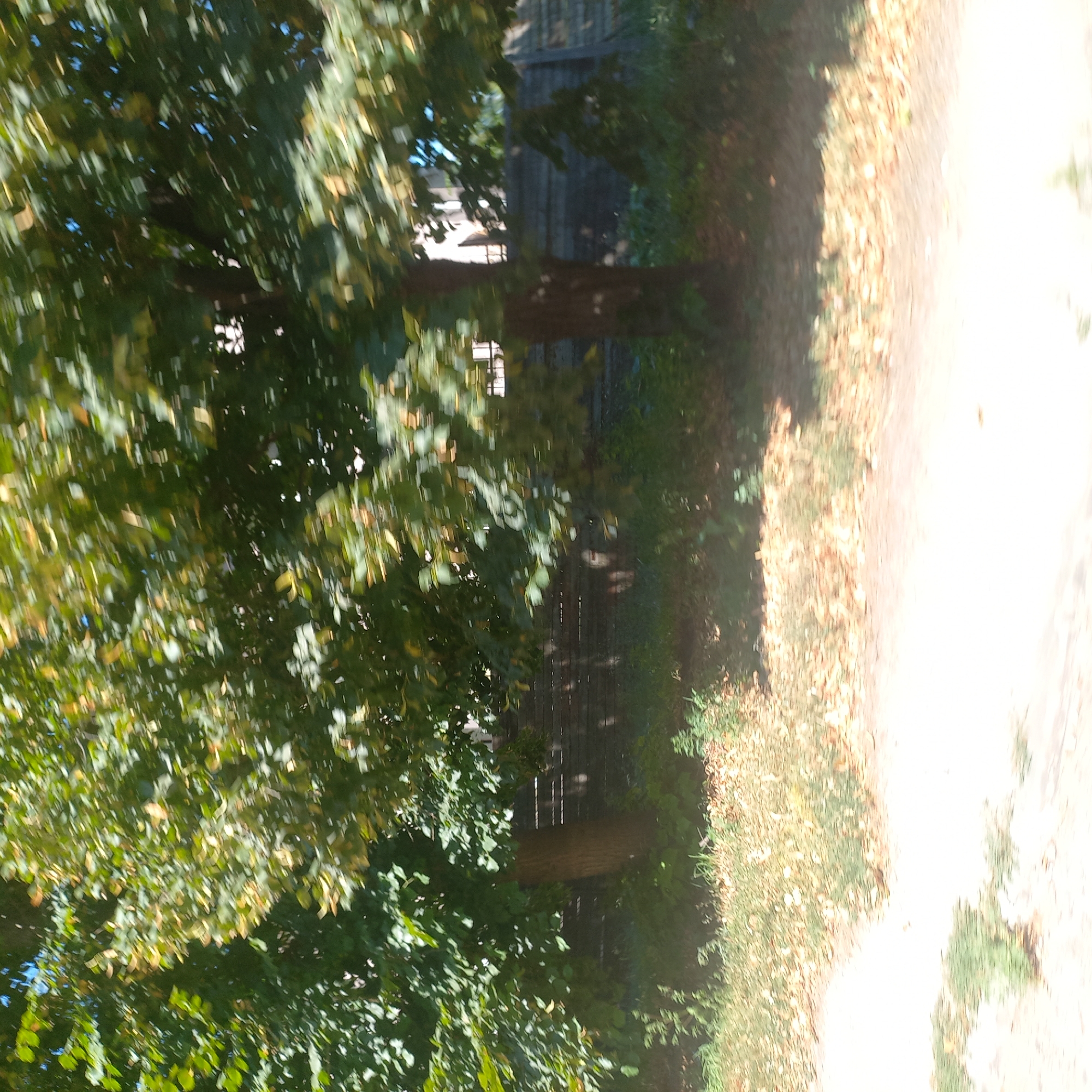 The image depicts a sun-dappled scene with lush green trees in the foreground, their leaves blurred by motion. The trees have thick, dark trunks. Behind the trees, a wooden fence is visible, partially obscured by foliage. The ground in front of the fence is covered with dry leaves and sparse vegetation. The overall impression is of an outdoor area with mature trees, likely a park or a residential backyard, under a bright sky. The motion blur suggests the image was captured from a moving vehicle, possibly on a street or pathway in Kropyvnytskyi, Ukraine, given the context.