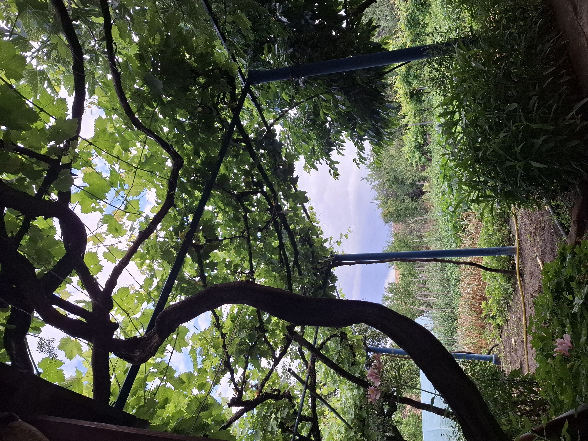 The image depicts an outdoor scene in the village of Malko Asenovo, Bulgaria, featuring a garden area with a prominent grape arbor. The arbor is constructed with dark brown, thick vine trunks and branches that form a dense canopy of green leaves, obscuring a significant portion of the sky, which is partly cloudy. Supporting the arbor are dark blue vertical poles.
Beneath the arbor, the ground appears to be dirt, with a yellow hose visible snaking across it. A variety of plants are present in the garden. In the foreground, lush green foliage and two pink lily-like flowers are visible. Behind these, the garden bed contains rows of plants, some with brown, dry stalks, possibly corn, and other leafy green vegetables.
Further in the background, there are more trees and vegetation, with wooden stakes and fencing indicating cultivated rows. A light blue tarp or greenhouse structure is partially visible on the left side of the image. The overall impression is of a verdant, somewhat overgrown garden in a rural setting. There are no people visible in the frame.