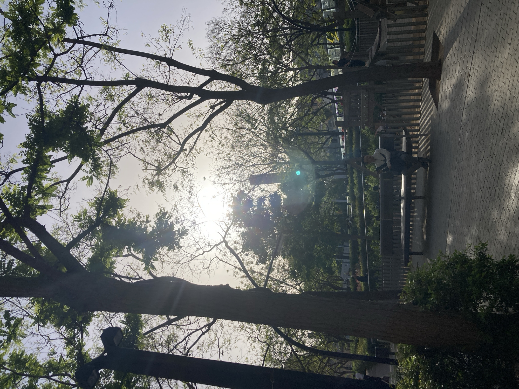 The image, initially oriented sideways, presents an outdoor scene dominated by trees and bright sunlight. Numerous trees with varying densities of green foliage and bare branches frame the view, silhouetted against a bright, hazy sky. The sun is a prominent light source, low in the sky towards the center-left of the frame (when viewed correctly), casting strong backlighting and producing noticeable lens flares. This intense illumination creates deep shadows and silhouettes for the tree trunks and branches.
On the right side of the image, a light-colored paved pathway, possibly made of bricks or pavers, extends into the background. Along this path, several dark metal benches and wooden fences or railings are visible. At least two individuals are present in the midground. One person, wearing a light-colored top and dark pants, is seated on a dark bench on the right side of the path. Another person is partially visible further back, near a fence line. The activity appears to be people resting or enjoying a public green space.
The strong backlighting and low sun position indicate either early morning or late afternoon on a clear, sunny day. The setting appears to be a park or a landscaped pedestrian area. No discernible text is visible in the image.