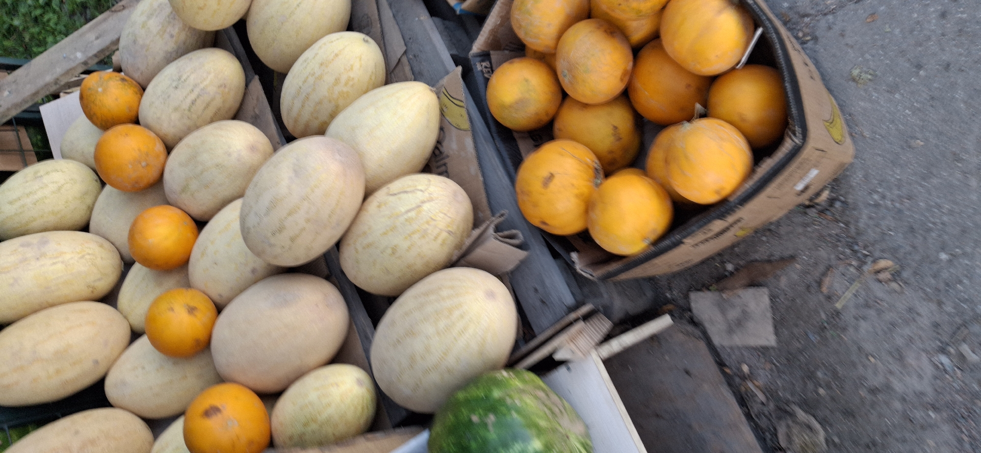 This image depicts an outdoor fruit stand displaying a variety of melons and smaller orange fruits, possibly persimmons or small pumpkins. The fruits are arranged on wooden planks and in a cardboard box. In the foreground, a box is filled with the orange fruits, while in the background, several large, light-colored melons are stacked. A partial view of a green striped melon is visible on the left side. The ground appears to be paved with asphalt or dirt, with some debris scattered around. The overall impression is that of a market stall in a warm climate. The location of Тельмана, Russia is not visually evident from the image.