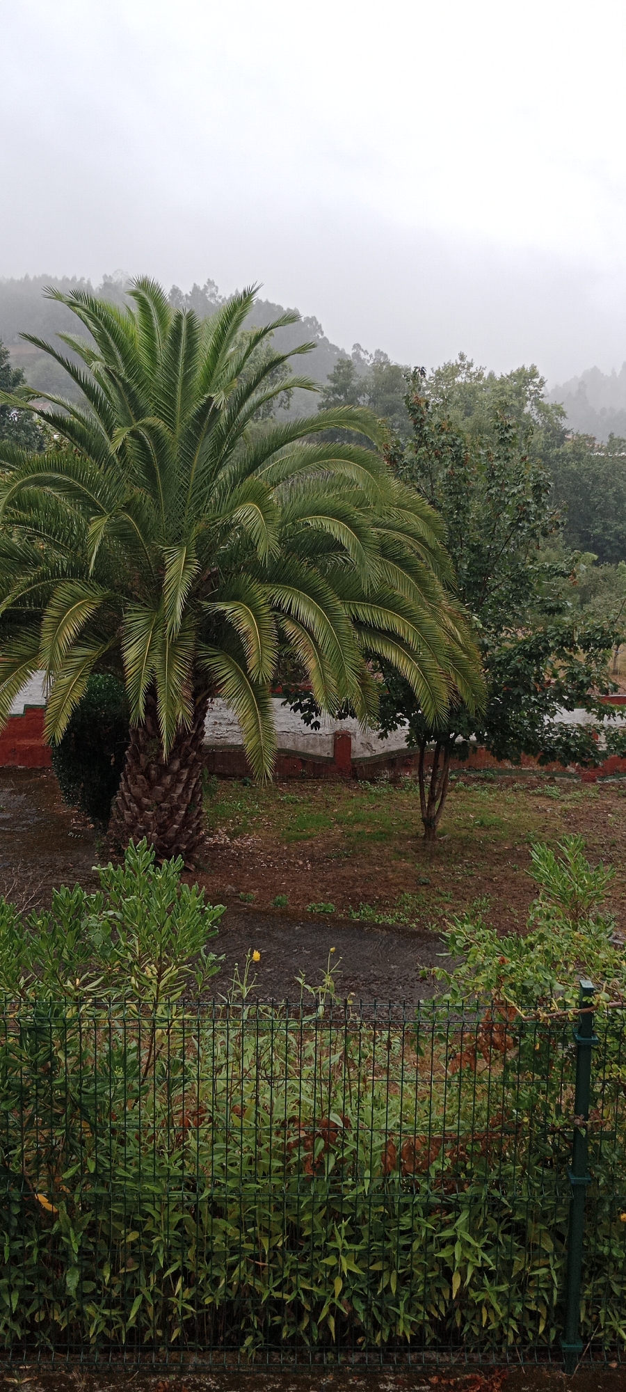 The image shows a palm tree in a garden. The garden is surrounded by a fence. In the background, there are trees and hills. The sky is cloudy.