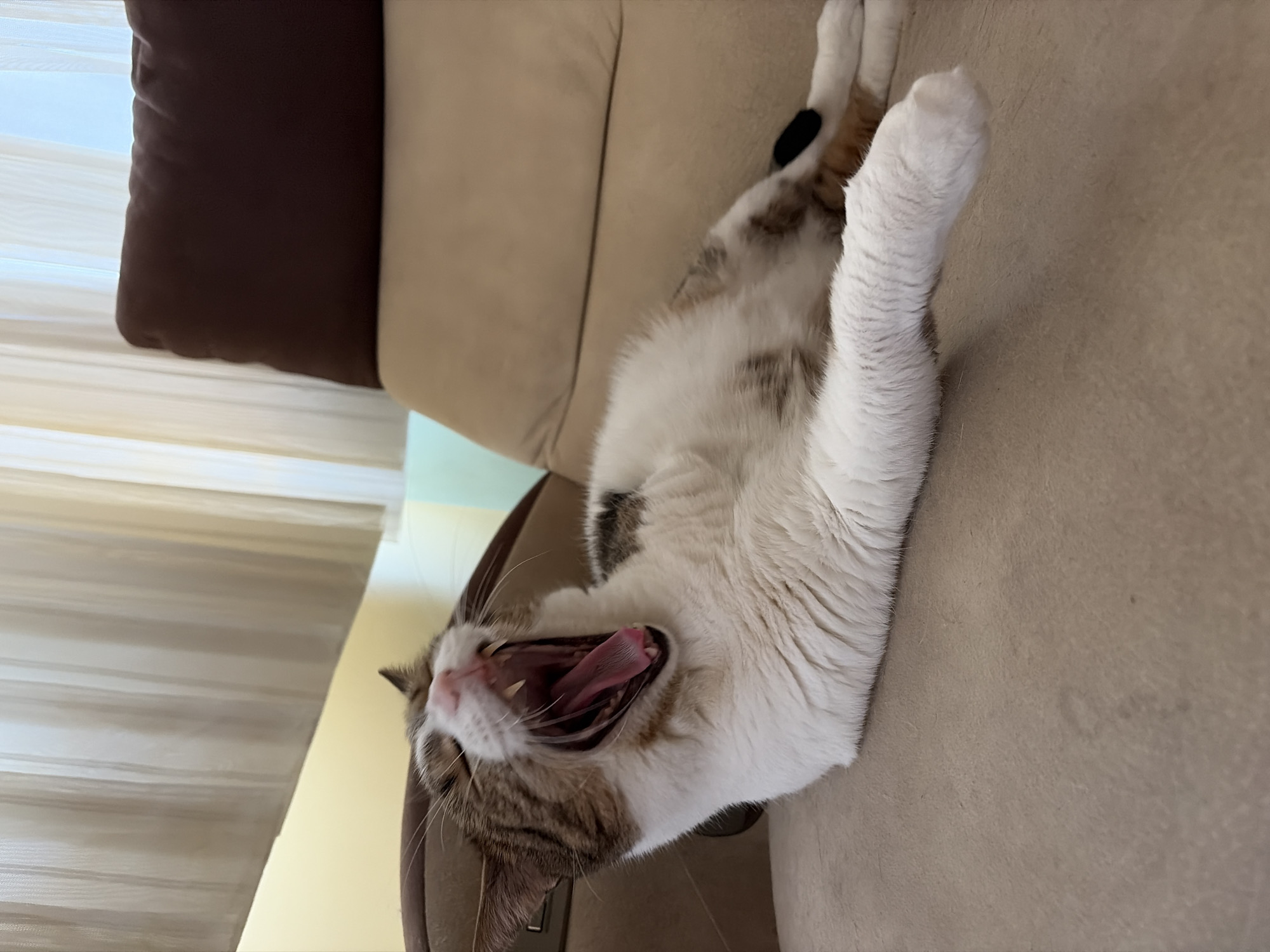 A tabby and white cat is captured mid-yawn while lying on a beige sofa. The cat's mouth is wide open, revealing its pink tongue and sharp teeth. Its eyes are closed, and its head is tilted back. The sofa appears to be in a well-lit room with sheer curtains in the background.
