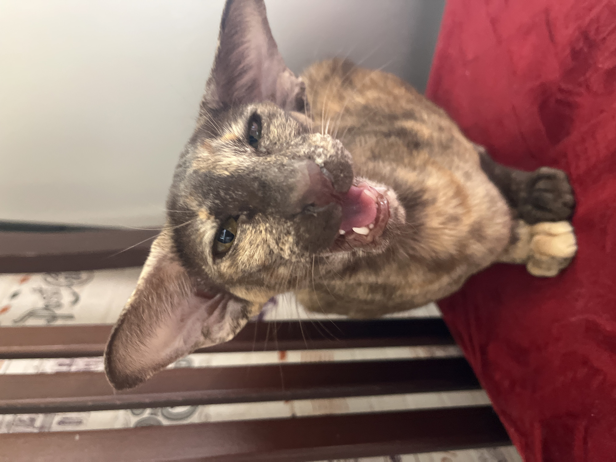 An indoor, eye-level, slightly rotated shot captures a tortoiseshell or tabby cat, possibly an Oriental Shorthair due to its prominent ears, looking directly at the viewer with its mouth wide open. The cat appears to be mid-meow or mid-yawn, with its tongue visible and teeth showing, indicating vocalization or a stretch. Its large, alert eyes are fixed on the camera. The fur displays a distinctive pattern of brown, black, and lighter, warm tones.
The cat is positioned against a bright, light-colored background on the left and a textured, deep red fabric surface on the right, which could be a cushion or blanket. Below the cat's head and extending to the left and bottom of the frame is a wooden structure with horizontal slats, possibly part of a chair back or furniture. The lighting suggests an indoor daytime setting, though specific time or weather is not discernible. No text is visible in the image. This scene takes place in Chaikovsky, Russia.