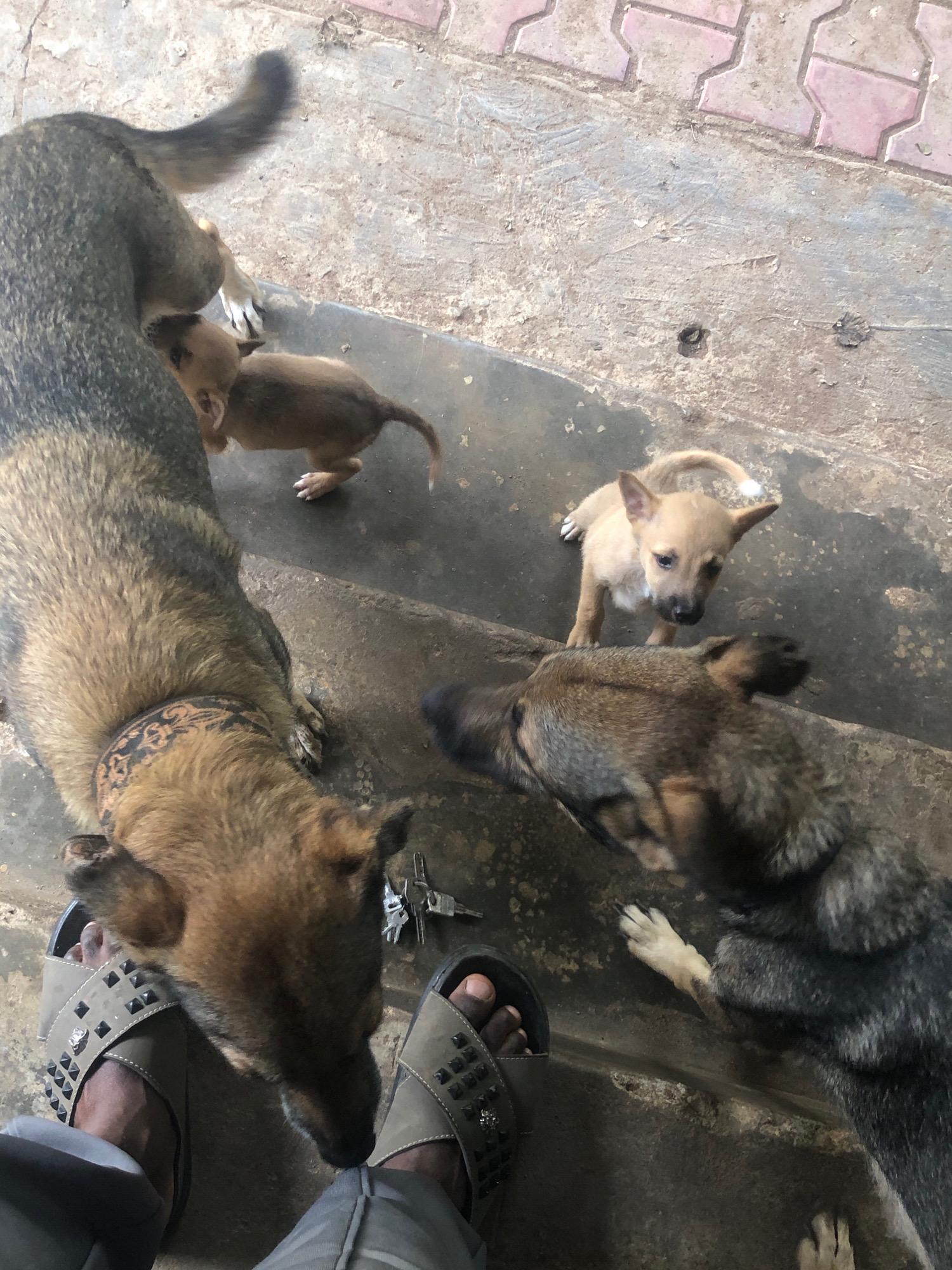 A high-angle, full shot captures a group of dogs and a pair of human feet on a concrete and tiled surface. In the foreground, a pair of feet wearing studded sandals are visible, with gray pants visible below. One dog, a German Shepherd mix, with dark fur and a patterned collar, is positioned in the lower left quadrant, its head tilted down towards the feet. To the right of the German Shepherd, another dog, similar in coloring, is partially visible. In the midground, a light brown puppy stands on the concrete, looking towards the viewer. Further back, another small brown puppy is in motion, near the hindquarters of a larger dark-colored dog. The environment appears to be outdoors, with a textured concrete ground and a section of pink and gray interlocking tiles in the upper portion of the image. A set of keys lies on the concrete surface near the German Shepherd. The lighting suggests it is daytime.