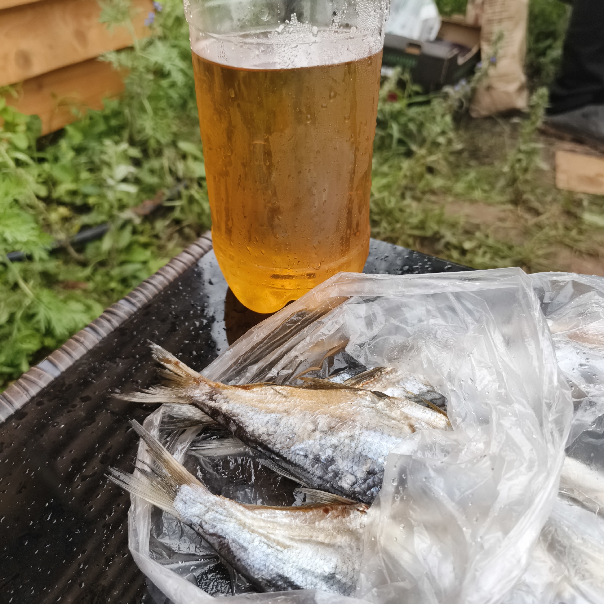 A clear plastic bottle filled with a golden-hued liquid, likely beer, sits on a dark, textured surface. The bottle is covered in condensation, suggesting it is a cold beverage. In the foreground, two small, dried fish are partially visible inside a clear plastic bag. The fish appear silver and have visible fins and tails. The surface they are on is wet, with small droplets scattered across it.
In the background, out of focus, is a scene of lush green foliage and some dry grass. There are also hints of wooden structures, possibly fencing or furniture, and some other objects like a cardboard box and a large paper bag, suggesting an outdoor setting. The lighting appears natural, possibly indicating daytime. The overall impression is a casual outdoor gathering or picnic. No people are visible in the frame. The setting suggests a rural or park-like environment. The weather seems mild, given the outdoor setting and the condensation on the bottle.