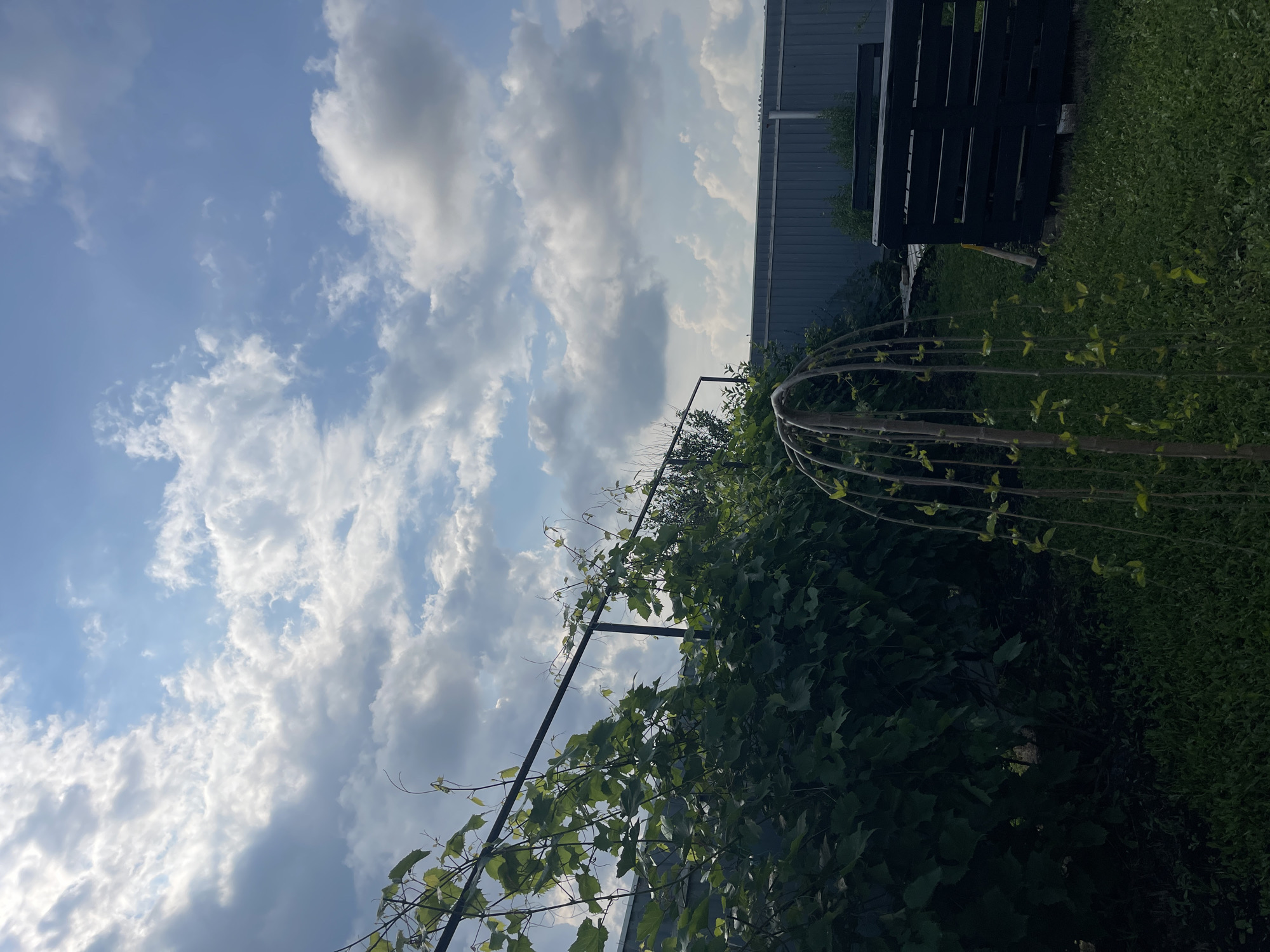 The image captures an outdoor scene, likely a backyard, under a partly cloudy sky. In the foreground, a small, weeping tree with delicate green leaves is visible. To the left, a dense hedge of green foliage grows along a black metal fence or trellis. Beyond the hedge, a grey corrugated metal fence marks the boundary of the property. In the mid-ground to the right, a black wooden structure, possibly a bench or planter, sits on the grassy lawn. A portion of another similar structure is visible behind it. The ground is covered in green grass, with some patches of darker soil or mulch visible. The overall lighting suggests it is daytime, with sunlight filtering through the clouds. The image does not show any individuals or specific landmarks that would definitively place it in Sharan, Russia.