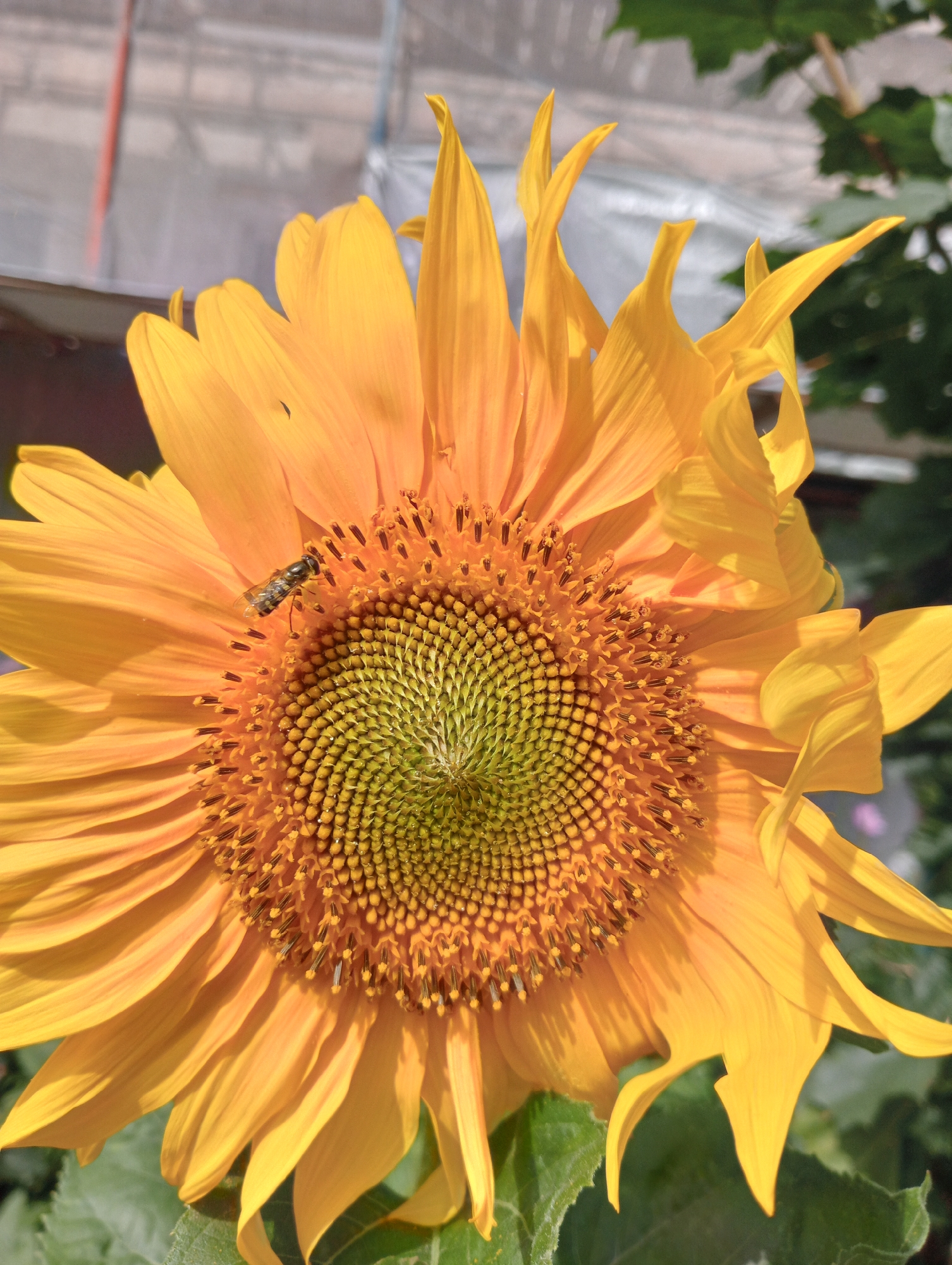 A close-up, eye-level shot captures a vibrant sunflower in bloom, its bright yellow petals unfurling outwards. A small, striped insect, likely a hoverfly, is perched on the sunflower's central disk, which is densely packed with tiny seeds. The background is softly blurred, showing glimpses of green foliage and what appears to be a greenhouse structure, suggesting an outdoor setting, possibly in a botanical garden or a private garden within the city of Saint Petersburg, Russia. The lighting indicates it is daytime, with sunlight illuminating the sunflower and casting subtle shadows.