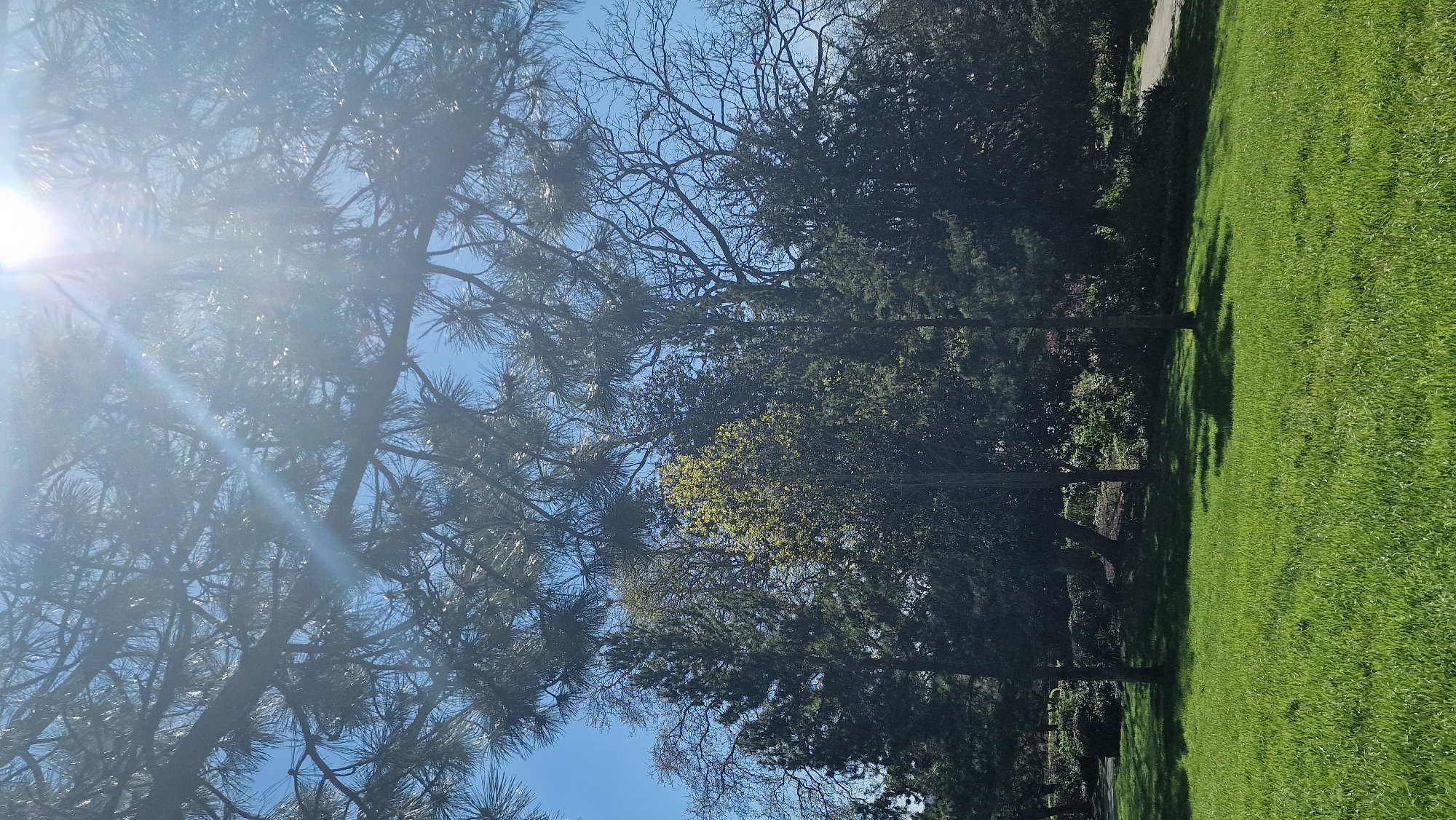 The image depicts a sunny scene with a tree prominently featured on the left side, its needles catching the bright sunlight. In the background, a mix of trees with varying foliage extends across the frame. A green lawn occupies the right side of the image, suggesting a park or open space. The sky is visible through the trees, appearing blue. The trees appear to be located in a park like structure and are not identifiable as to be in Lincoln, United Kingdom based on this image.