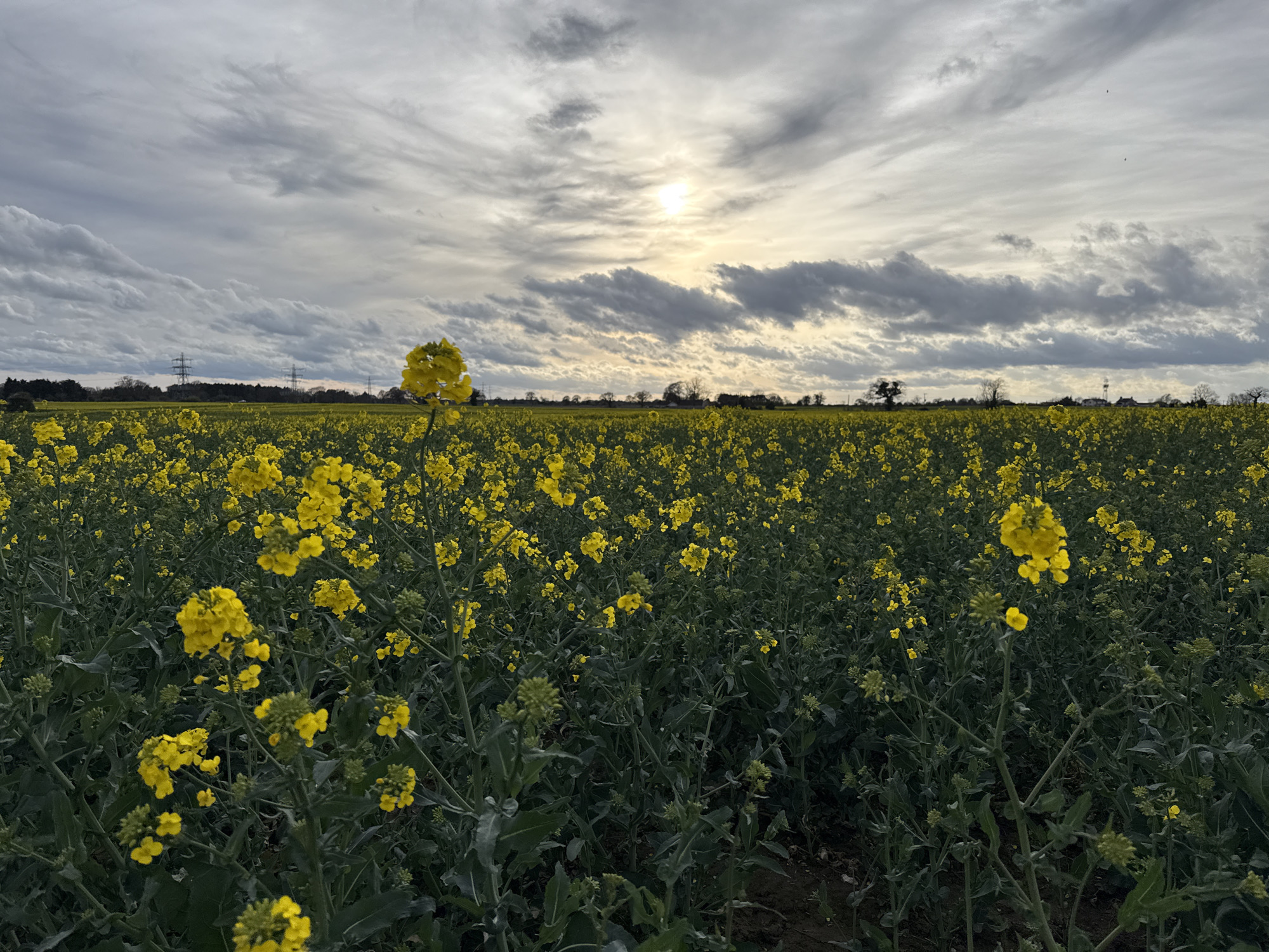 The image depicts a field of yellow rapeseed flowers under a cloudy sky. The sun is partially obscured by clouds. In the background, there are trees and power lines visible on the horizon. The rapeseed plants appear to be in full bloom. The location is assumed to be near Great Yarmouth, United Kingdom, given the request.