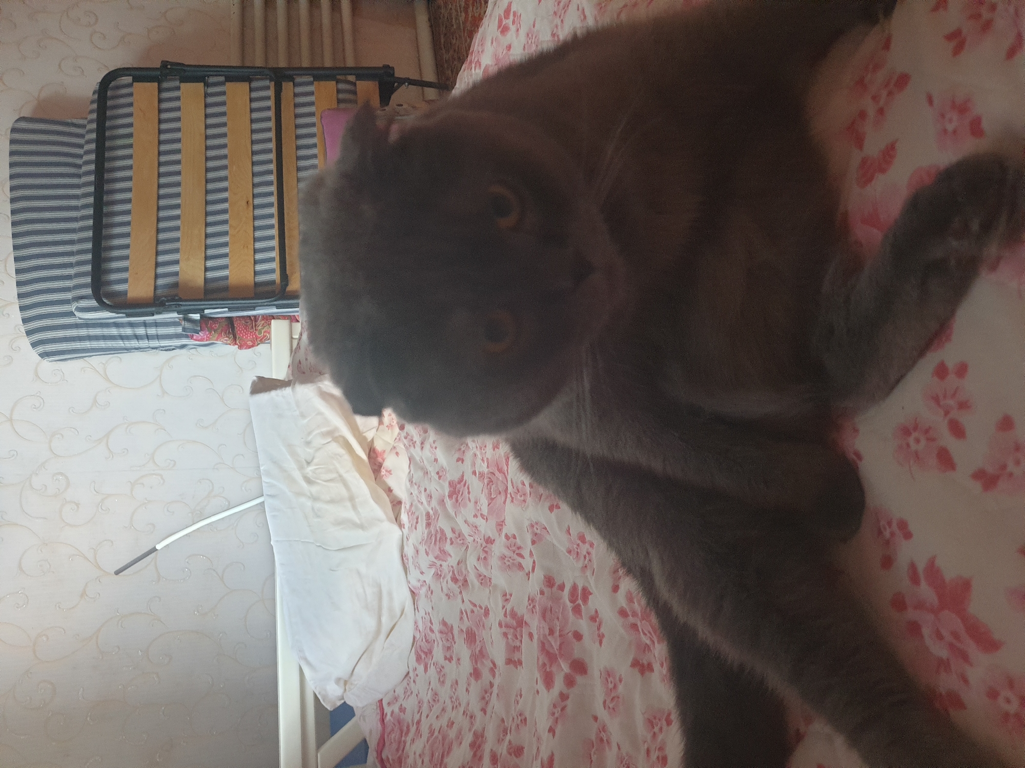 A grey Scottish Fold cat is seated on a bed covered with a pink floral patterned sheet. The cat is facing forward with its ears folded down. The bed is in a room with light-colored wallpaper. In the background, a folded cot with a striped mattress and wooden slats is visible, along with a radiator and a portion of a striped blanket. The scene appears to be an indoor domestic setting.