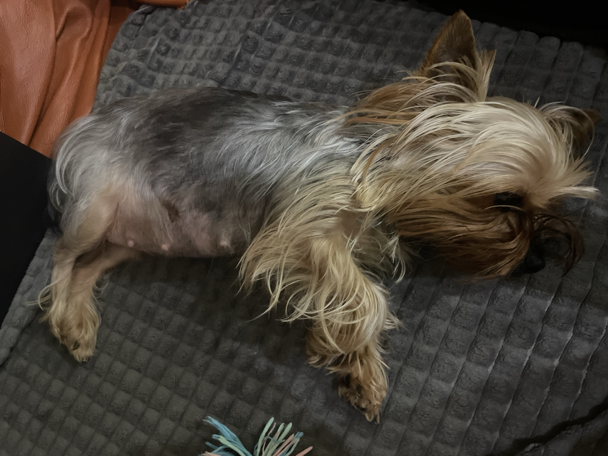 A small Yorkshire Terrier dog is captured lying peacefully on its side on a dark gray, textured blanket or pet bed. The dog is positioned horizontally across the frame, facing towards the right, with its long, flowing, golden-tan hair covering its face, suggesting it is asleep or resting comfortably. Its ears, characteristic of the breed, are erect and partially visible amidst the hair.
The dog's coat features the distinct Yorkshire Terrier coloration, with a darker, steel-gray or silver-blue hue along its back and flanks, transitioning to a lighter, golden-tan on its legs, paws, and the ample hair around its head. The fur on its belly appears shorter, revealing light pink skin where several small nipples are visible.
In the upper left background, an out-of-focus area shows a warm orange or brownish-orange upholstered surface, possibly part of a sofa or armchair, providing a soft contrast to the gray blanket. A dark, possibly black, surface is visible on the far left. In the lower right corner, a small, colorful object with blue and pink/peach elements, likely a pet toy, is partially visible, hinting at the dog's playful nature when awake. The overall setting appears to be an indoor environment, emphasizing coziness and relaxation. No text is visible in the image.