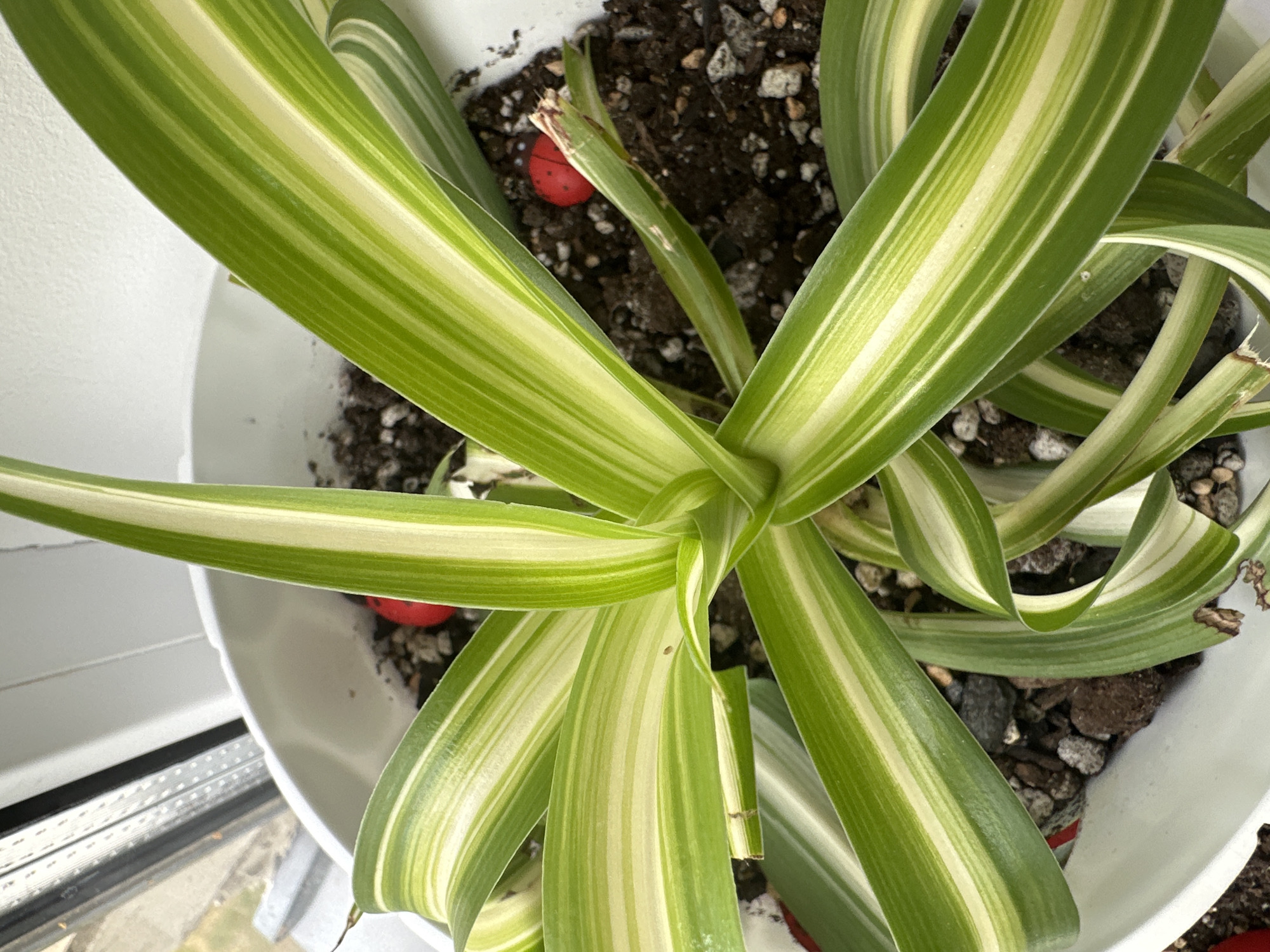 A close-up, eye-level shot shows a spider plant (Chlorophytum comosum) in a white pot. The plant has long, arching leaves with green margins and white centers. The soil is dark and speckled with small rocks. Two small, red, ladybug-shaped ornaments are visible among the leaves and soil. The background is out of focus, with a glimpse of a windowsill and a window with a metal grate. The scene is indoors, likely on a windowsill, with natural light illuminating the plant. There are no people or animals present. This image was taken in Znamya Oktyabrya, Russia.