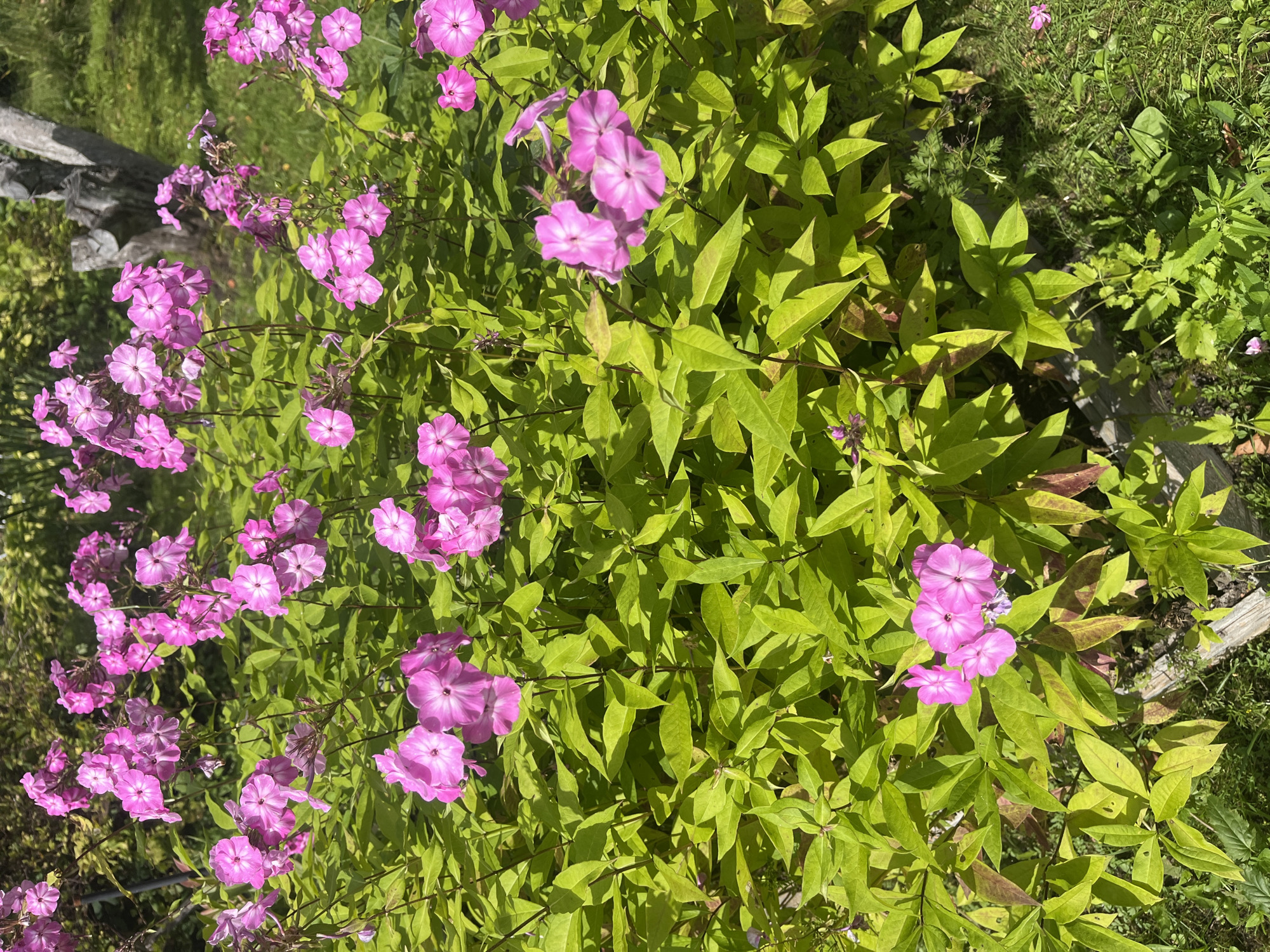 A cluster of bright pink phlox flowers bloom in the garden of a house in Severny SNT, Russia. The flowers are in full bloom, with many petals and a delicate white center. They are surrounded by lush green foliage, which creates a vibrant contrast with the pink of the flowers. The sun is shining brightly, casting a warm glow on the scene. In the background, a tree stump and grass can be seen, indicating that this is a natural setting. The image is taken from a slightly elevated angle, giving a good view of the flowers and their surroundings.
