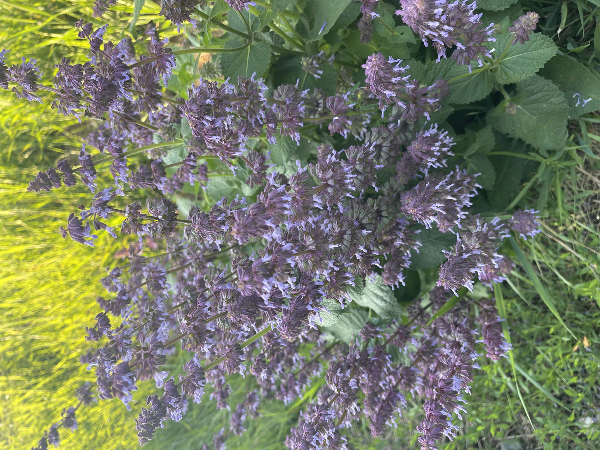 The image shows a close-up of a clump of purple flowers with green foliage and grass in the background. The flowers are clustered on tall stems, with smaller, lighter purple blossoms at the tips. The background is blurred, with streaks of yellow-green suggesting tall grass or reeds. The lighting suggests it is daytime, possibly late afternoon, with sunlight illuminating the scene. There are no people or animals visible in the image. The scene appears to be outdoors in a natural or garden setting. The location of Krasnokutsk, Ukraine, is not discernible from the visual content of the image itself.