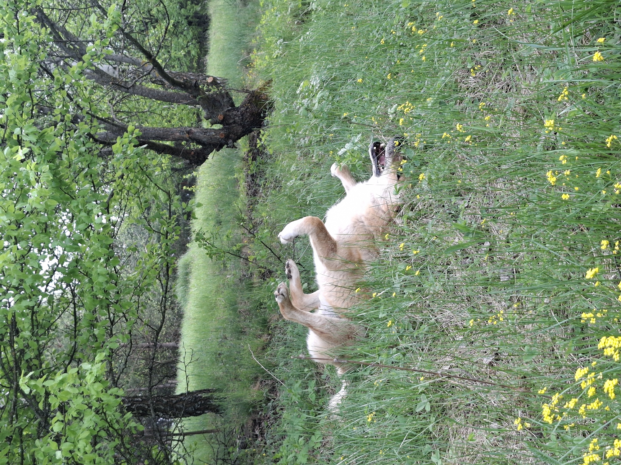 A dog is lying on its back in tall grass in Khlevnoye, Russia. Yellow flowers are scattered throughout the green grass. A tree is to the left of the dog.