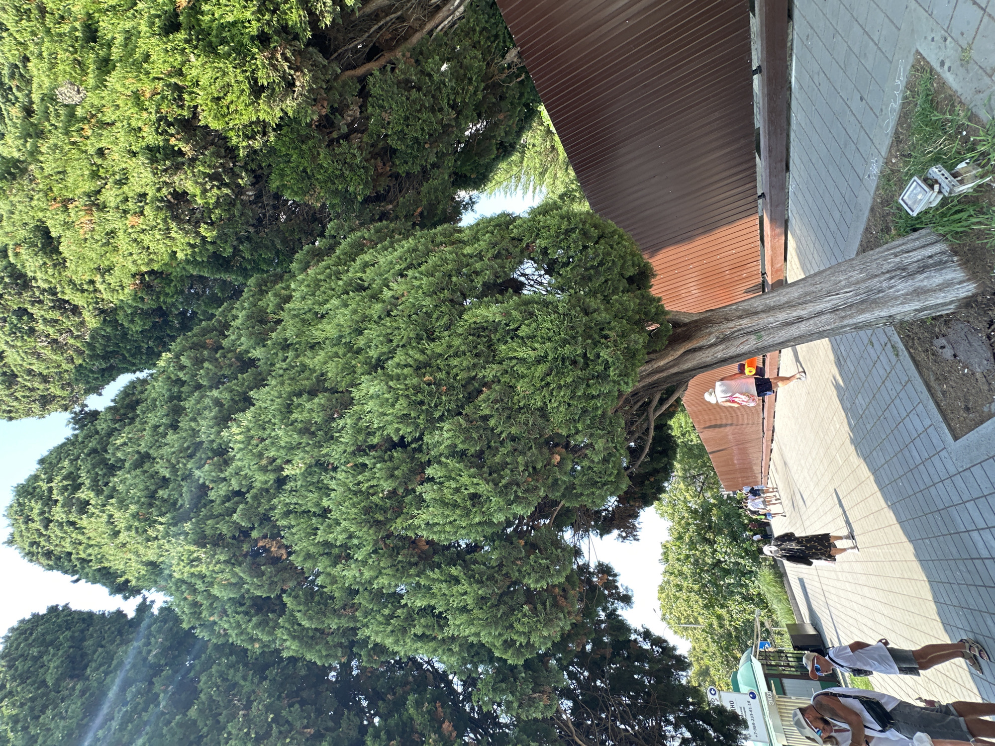 The image depicts a street scene in Sochi, Russia, characterized by lush cypress trees lining a paved walkway. In the foreground, several individuals are visible, including a couple on the left side of the frame, a young boy in shorts and a white t-shirt, and a person in a black and white patterned robe with a white mask. Further down the walkway, other people are seen walking, with one individual in the distance wearing a pink hat and shorts. A brown metal fence runs along the right side of the walkway, partially obscured by the trees. The ground is paved with light-colored square tiles, and the scene is illuminated by natural sunlight. A green kiosk-like structure is visible on the left side of the image, with signage in Russian. The overall impression is of a sunny day in a public area with significant greenery.