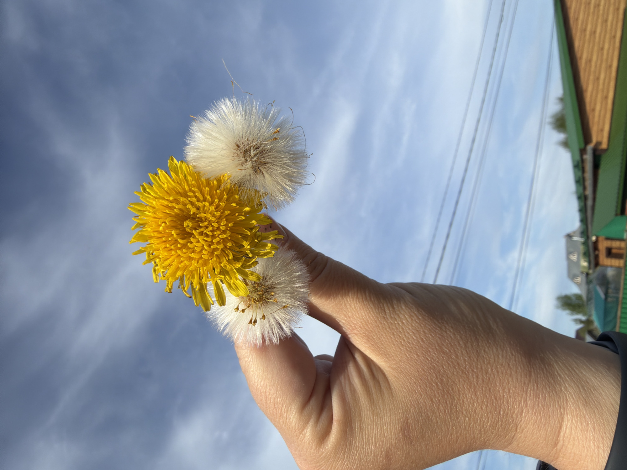 A hand holds a yellow dandelion and two fluffy white dandelion seed heads against a blue sky with wispy clouds. The photo is taken outside, seemingly in Chaikovsky, Russia, as indicated by the presence of buildings with distinctive roofing styles typically found in the region (wooden planks with green roofs) in the background. Power lines are visible in the background.