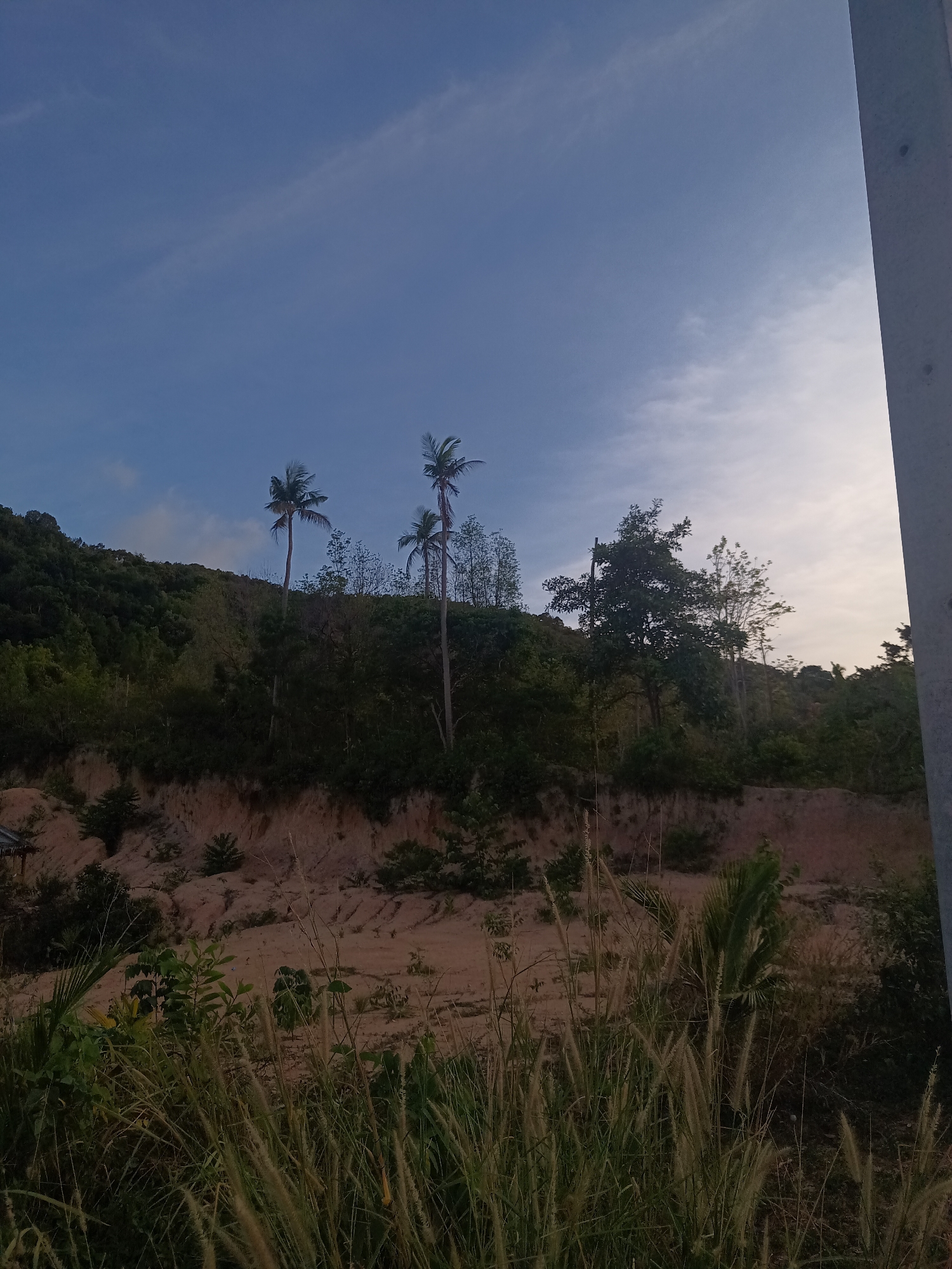 The image depicts a landscape in Moo 4, Thailand, under a sky transitioning from blue to pale orange, suggesting either dawn or dusk. In the foreground, tall, feathery grasses dominate, obscuring the lower portion of a dirt embankment. Behind this, lush vegetation covers a hillside, with taller trees and three palm trees standing out. A concrete or stone structure is partially visible on the right edge of the frame, possibly part of a building or infrastructure. There are no people visible in the image.