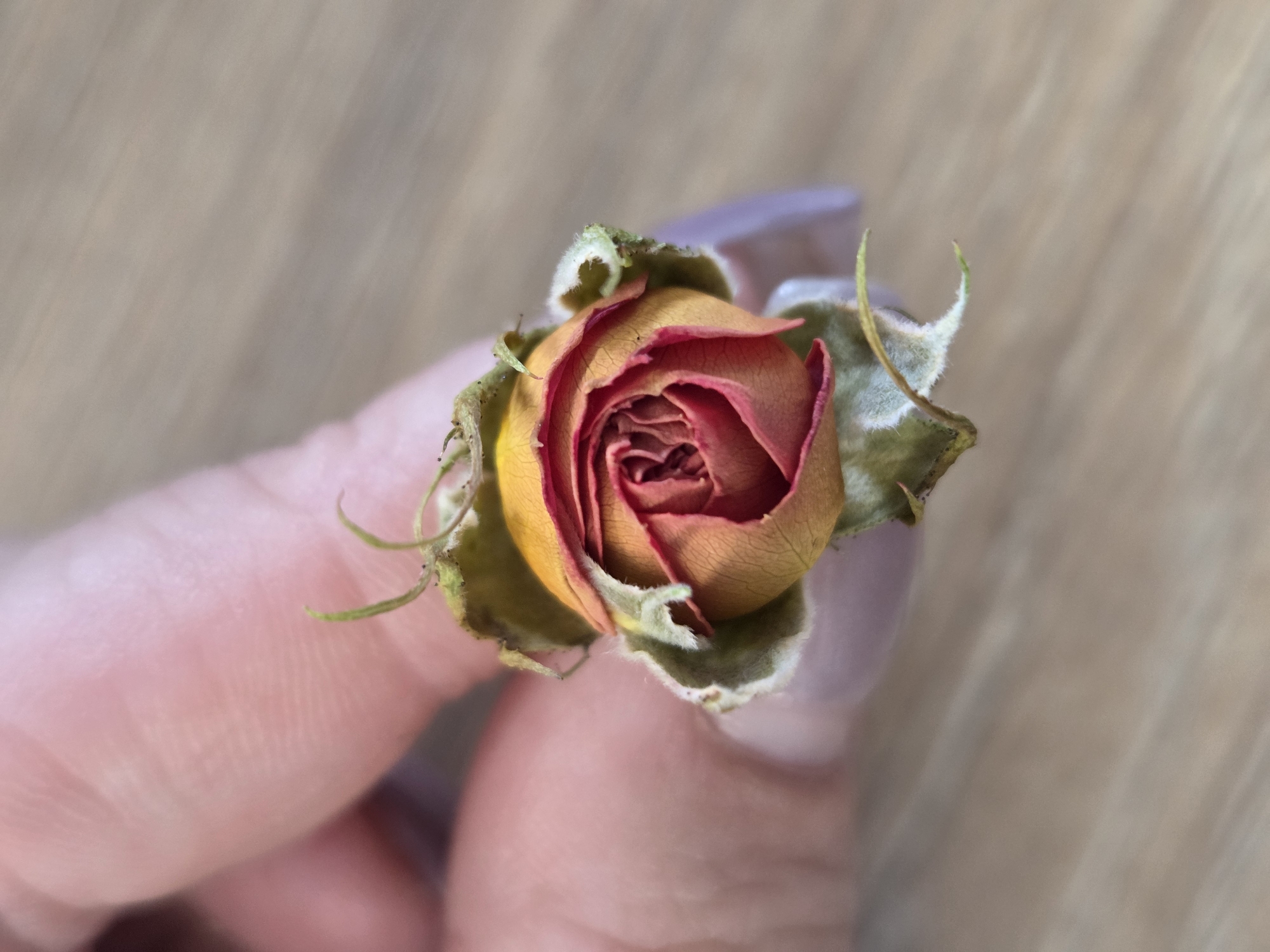 A close-up shot depicts a dried rose being held between fingers. The rose is mostly brown and red, with some yellow tint. The rose is wilting and parts of the leaves are brown. The fingers holding the rose are pink in color. The background is a blurry light brown. The location of this image is not specified.