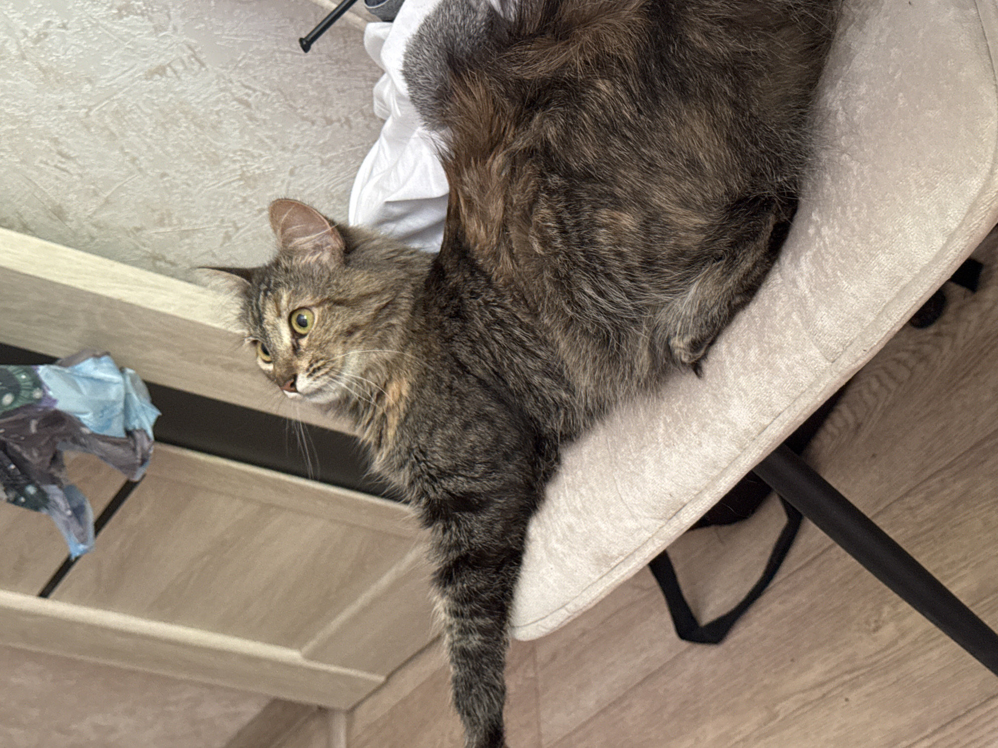 A long-haired tabby cat with green eyes is resting on a chair with a light-colored upholstered seat and black legs. The cat is positioned with its body extended, its left front paw outstretched. The background shows a wooden floor, a light-colored wall with a textured finish, and a wooden door. There is also a blue and gray plastic bag hanging from the top of the door frame. The scene appears to be indoors, possibly in a residential setting in Saratov, Russia.