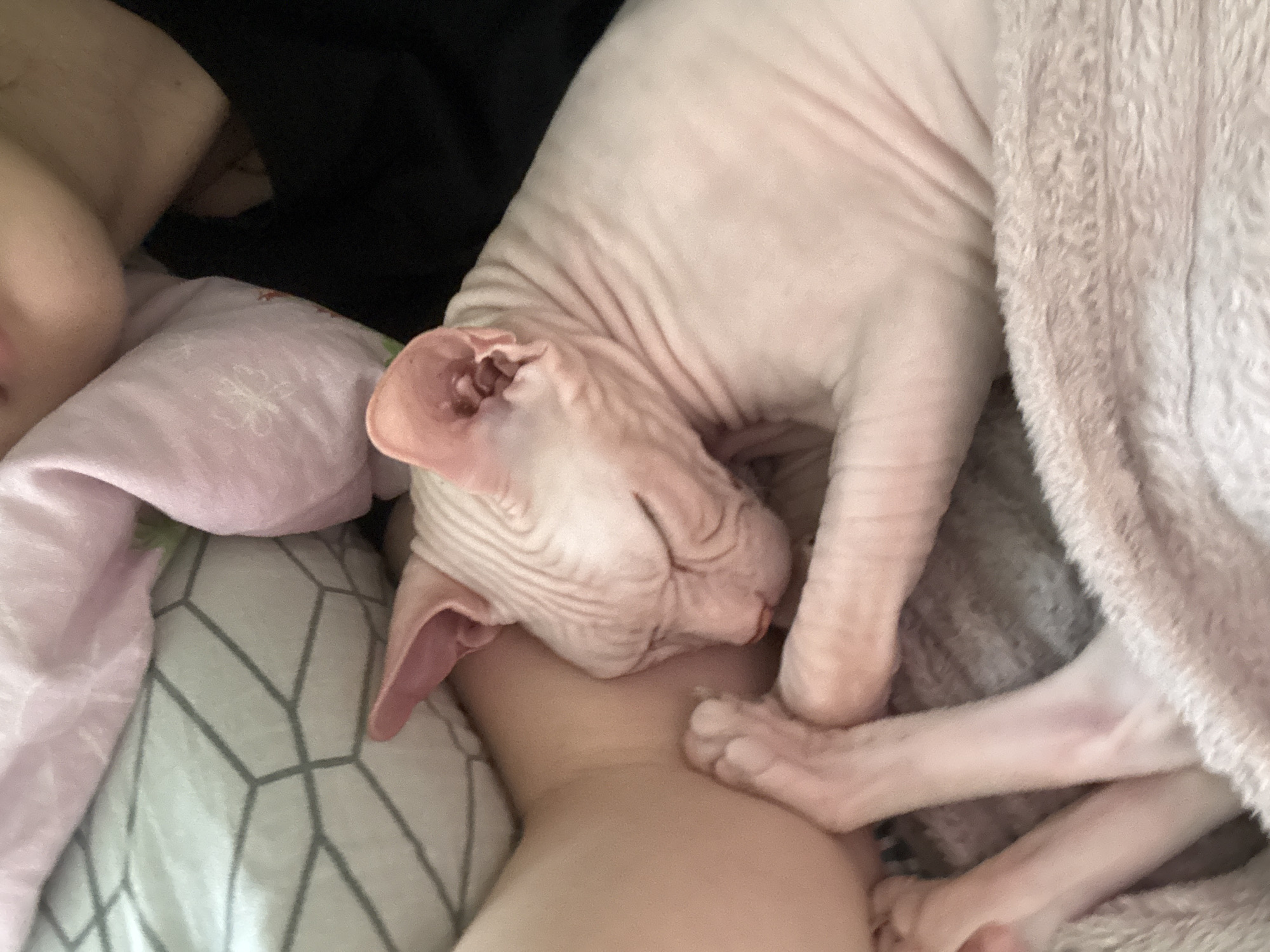 A close-up shot shows a Sphynx cat sleeping peacefully on a person's chest. The cat's skin is pink and wrinkled, and its eyes are closed. The cat's paws are wrapped around the person's chest, and its head is resting on the person's shoulder. The person is wearing a black shirt. The background is blurred, but appears to be a bedroom with soft lighting. The image is taken from a high angle, looking down at the sleeping cat. The cat appears to be healthy and well-cared for. There are no indications of any distress or discomfort. The scene is peaceful and serene.