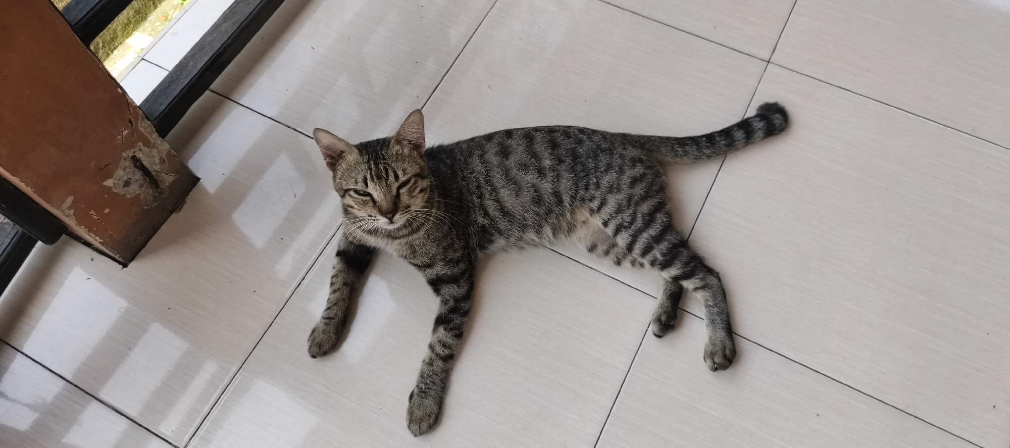 A tabby cat is lying on a tiled floor, its body stretched out. The cat is facing the camera with its eyes partially closed and its ears perked up. Its fur is a mix of gray, black, and brown stripes. To the left of the cat, a section of a damaged wooden structure is visible, with peeling paint and exposed concrete. This structure appears to be part of an outdoor railing or barrier. The tiled floor is light-colored with visible grout lines. The environment suggests an outdoor or semi-outdoor space, possibly a balcony or patio. The image does not provide information to locate it specifically in Muaro Jambi, Indonesia.