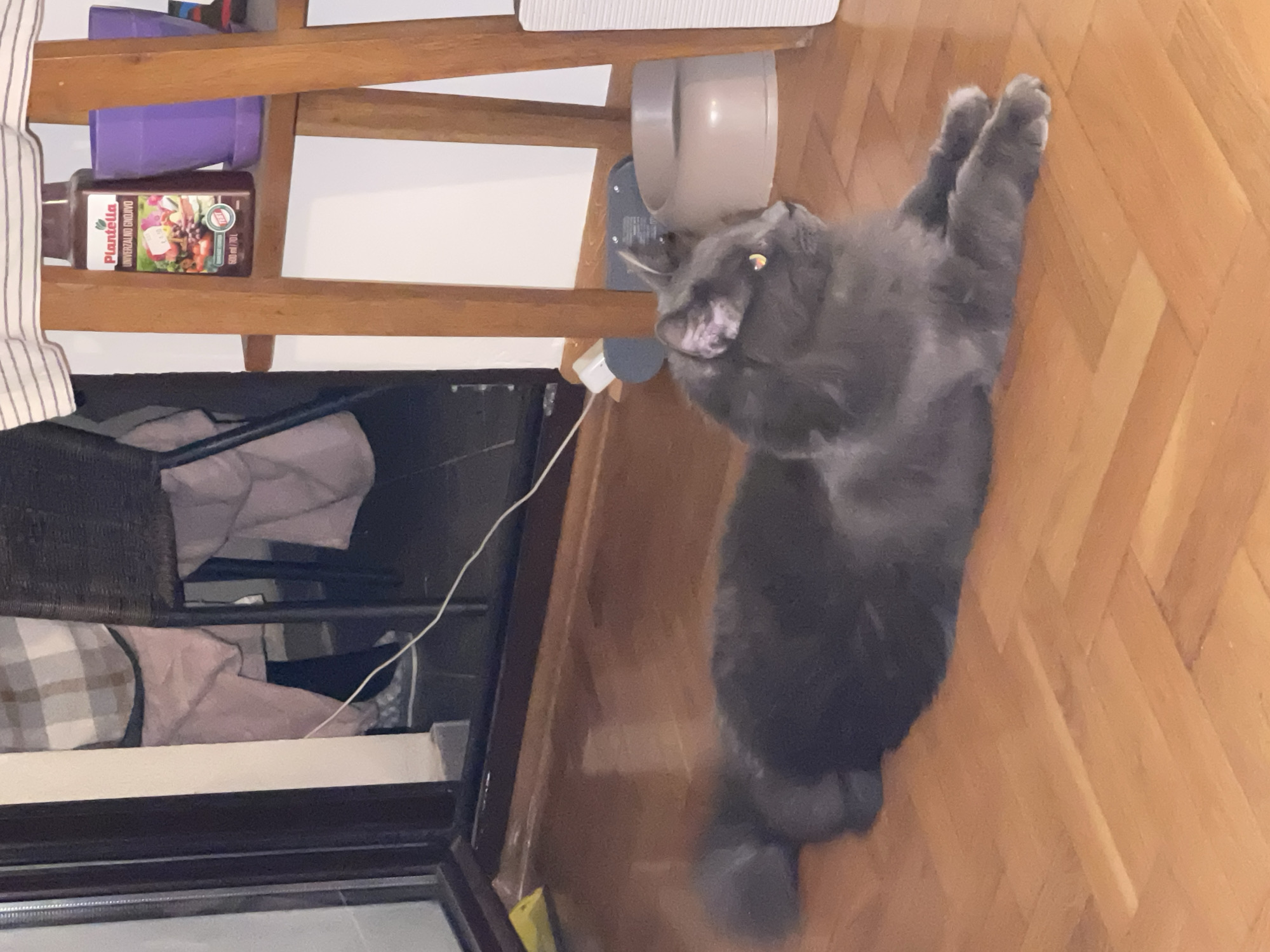 A gray cat is lying on its back on a wooden floor with a herringbone pattern. The cat's head is oriented towards the top left of the image and its paws are extended upwards. A wooden chair with various objects on its shelves is situated behind the cat. A bottle of Plantella fertilizer and a purple cup are on the shelf. A white object is adjacent to the cat's head on the floor. The location is likely an indoor setting in Boreti, Montenegro, but this cannot be confirmed from the image.