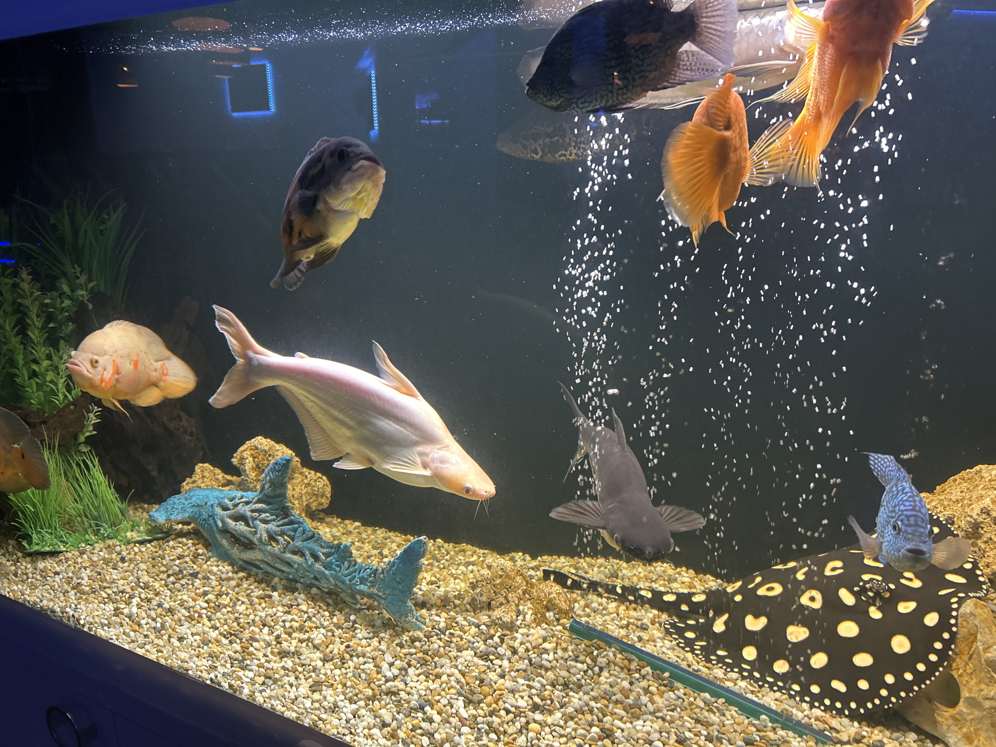 An aquarium contains several types of fish and other aquatic creatures. At the top, there are several large fish including oscars and parrotfish. A large iridescent shark is in the middle of the tank, as well as a black iridescent shark. On the bottom is a black stingray with yellow spots, and a blue patterned fish sits on top of the stingray. The aquarium floor is covered in small, smooth pebbles. There is also a blue ornament that resembles a coral reef on the bottom, and some fake plants on the left side of the aquarium. The background of the tank is dark, and there are air bubbles rising through the water. There is no information in the image to indicate that the photo was taken in Plovdiv, Bulgaria.