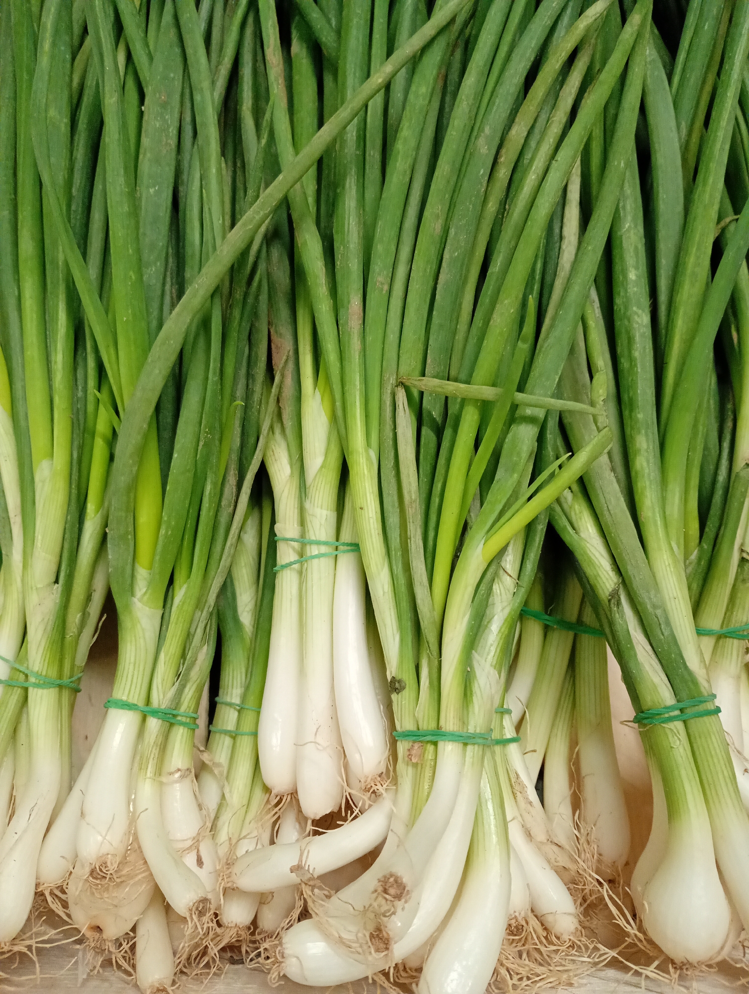 The image displays a close-up, top-down view of numerous bundles of fresh green onions, also known as spring onions or scallions. The frame is filled predominantly with the vibrant green leaves and white bulbs of the vegetables.
The onions are arranged in multiple bunches, each secured with thin, bright green elastic rubber bands around the middle of their white bulbous sections. The long, slender green stalks extend upwards, creating a dense pattern of parallel and overlapping green lines. Some of the green leaves show slight variations in shade, from lighter green near the bulbs to a deeper green towards the tips, with occasional natural blemishes or dry spots.
At the bottom of the image, the white bulbs of the onions are clearly visible, tapering into a dense mass of light brown, fibrous roots. The onions appear freshly harvested, suggesting they are ready for culinary use or sale. No specific activity is taking place; the onions are stationary, likely laid out on a surface such as a market stall or kitchen counter.
There are no people, visible text, or specific location cues within the image that point to Kabile, Bulgaria. The lighting is bright and even, characteristic of indoor photography or an overcast day, but no time of day or weather conditions are discernible. No emotions are conveyed as the subjects are inanimate objects.