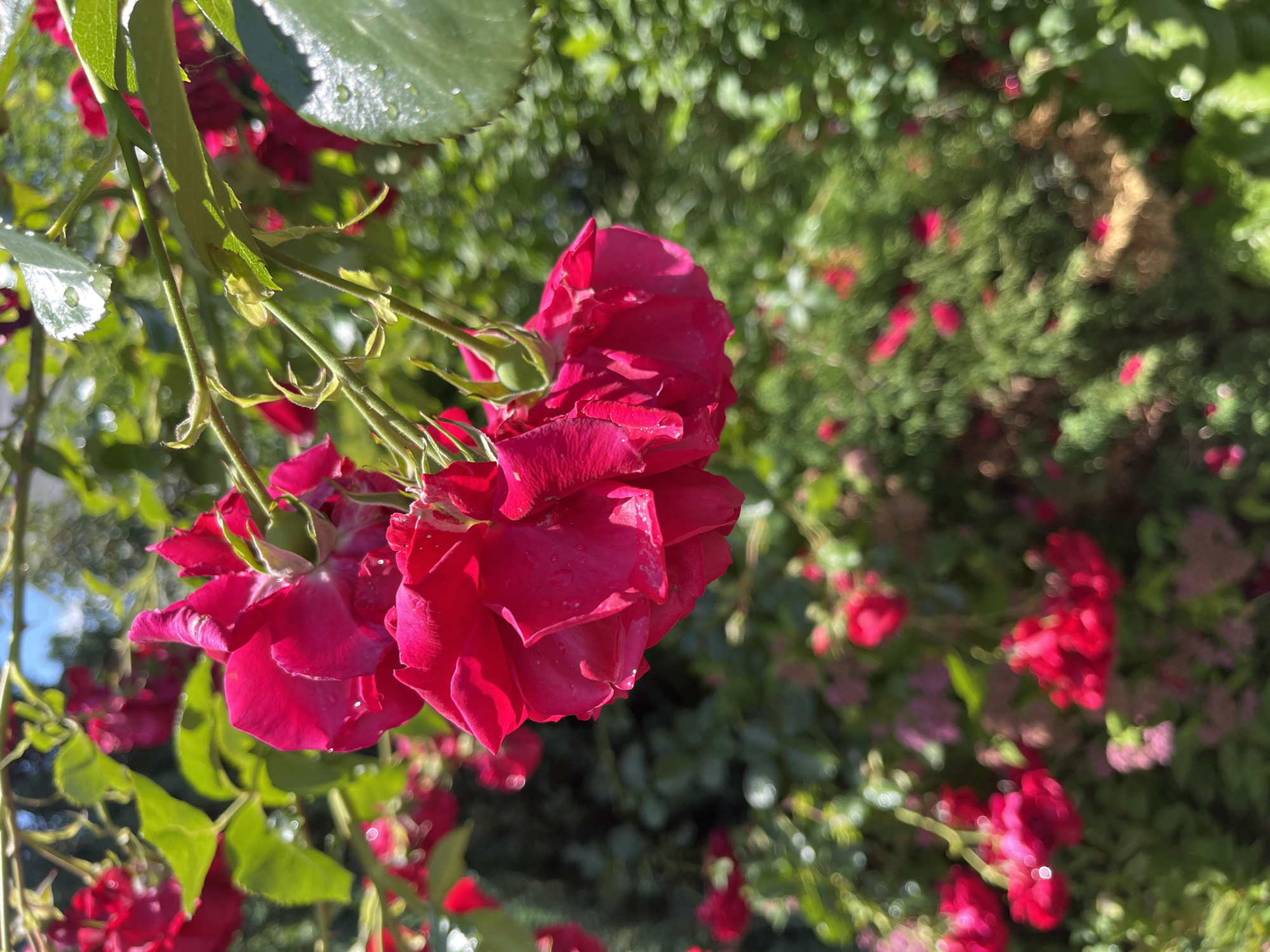 A close-up, eye-level shot showcases a cluster of vibrant fuchsia roses in the foreground, with soft focus blurring the background. The roses, some fully bloomed and others in bud, are attached to thin, green stems adorned with small leaves. Water droplets are visible on the petals and leaves, suggesting recent rainfall or dew. The background is a lush tapestry of green foliage and more red roses, all rendered softly out of focus, creating a bokeh effect. The scene is set outdoors, under what appears to be natural daylight, with hints of a bright sky peeking through the leaves at the top left. The location is identified as the city of Onokivtsi, Ukraine.