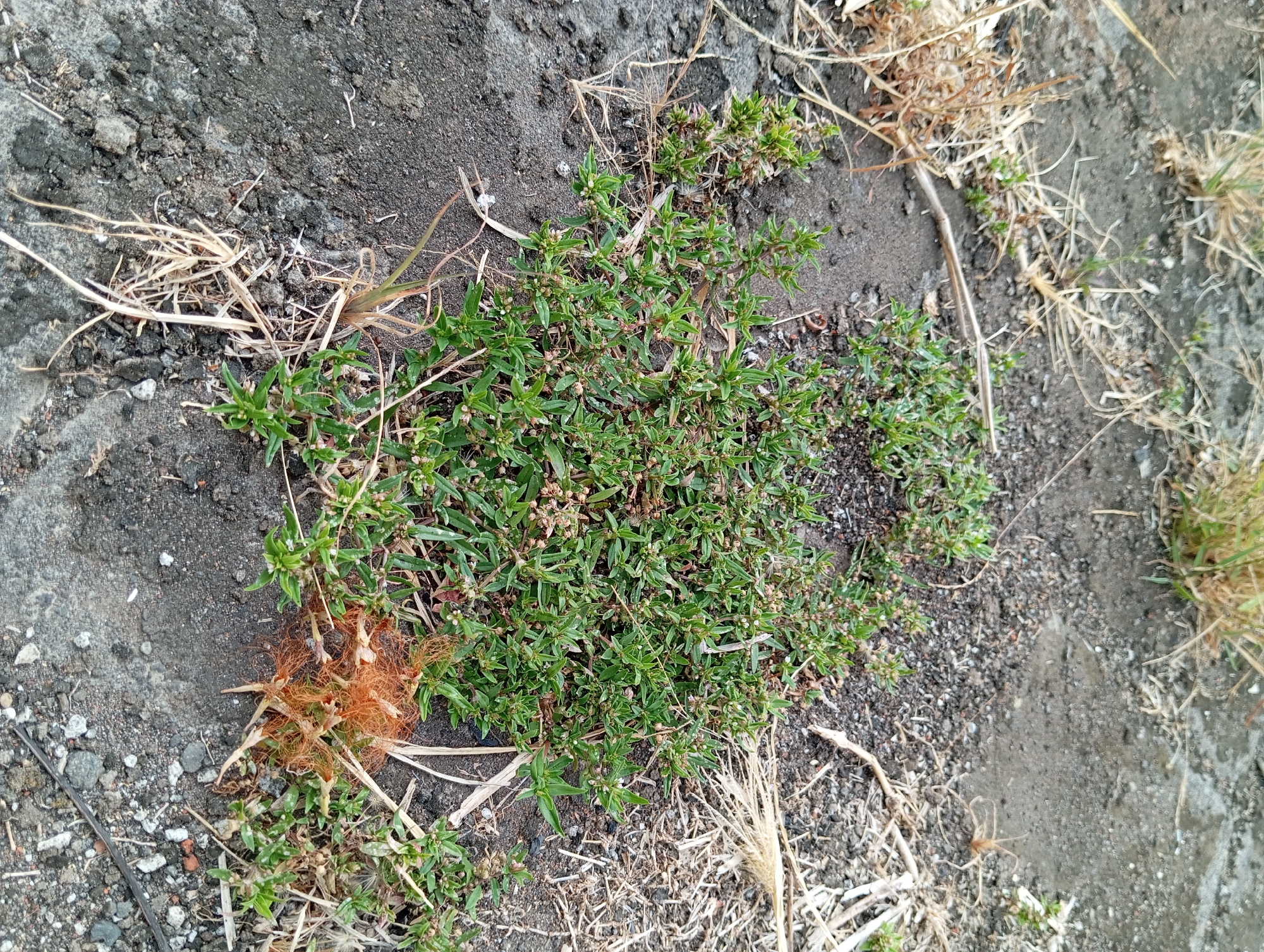 The image depicts a low-lying green plant with small white flowers growing in dark, granular soil. The plant is surrounded by dry, straw-like vegetation and small pebbles. A patch of orange, hair-like material is visible intertwined with the green plant. The scene appears to be an outdoor environment, possibly a vacant lot or roadside in Pandaan, Indonesia, given the context. There are no people or animals present in the image. The lighting suggests it is daytime.