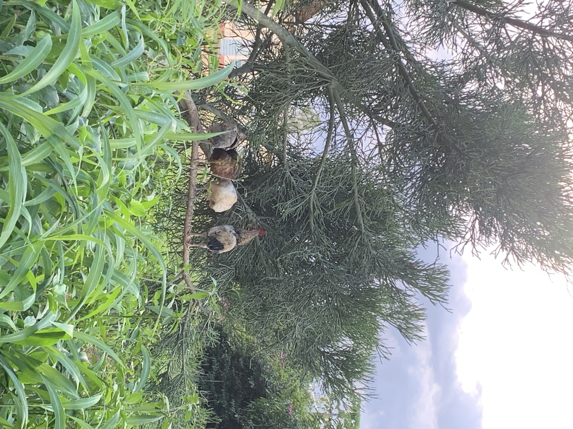 In Kuru Karama, Nigeria, a rooster and four chickens are perched on a horizontal tree branch. The rooster, predominantly white and black with a red comb, stands at the right of the group. To its left are four chickens; one is white, and three are brown. They are positioned beneath the dense, green foliage of a tree with thin, needle-like leaves. In the foreground, tall green grass grows abundantly. The background reveals a building with windows and more greenery. The sky above is partly cloudy, with a bright, hazy sun.