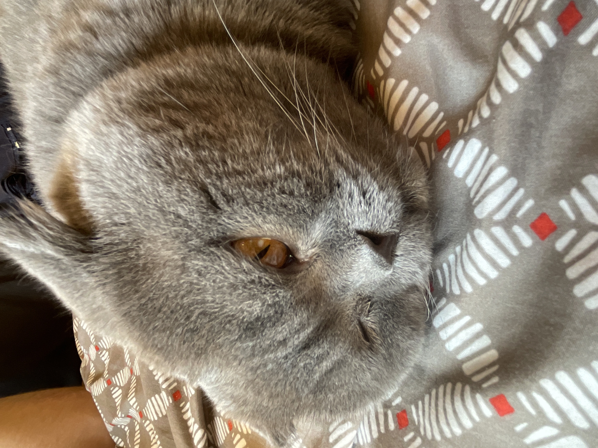 A close-up shot reveals a gray cat lying on a patterned fabric. The cat's head is the focal point, with one amber-colored eye partially open. The fabric has a gray base with white and red patterns. The location and city are unknown.
