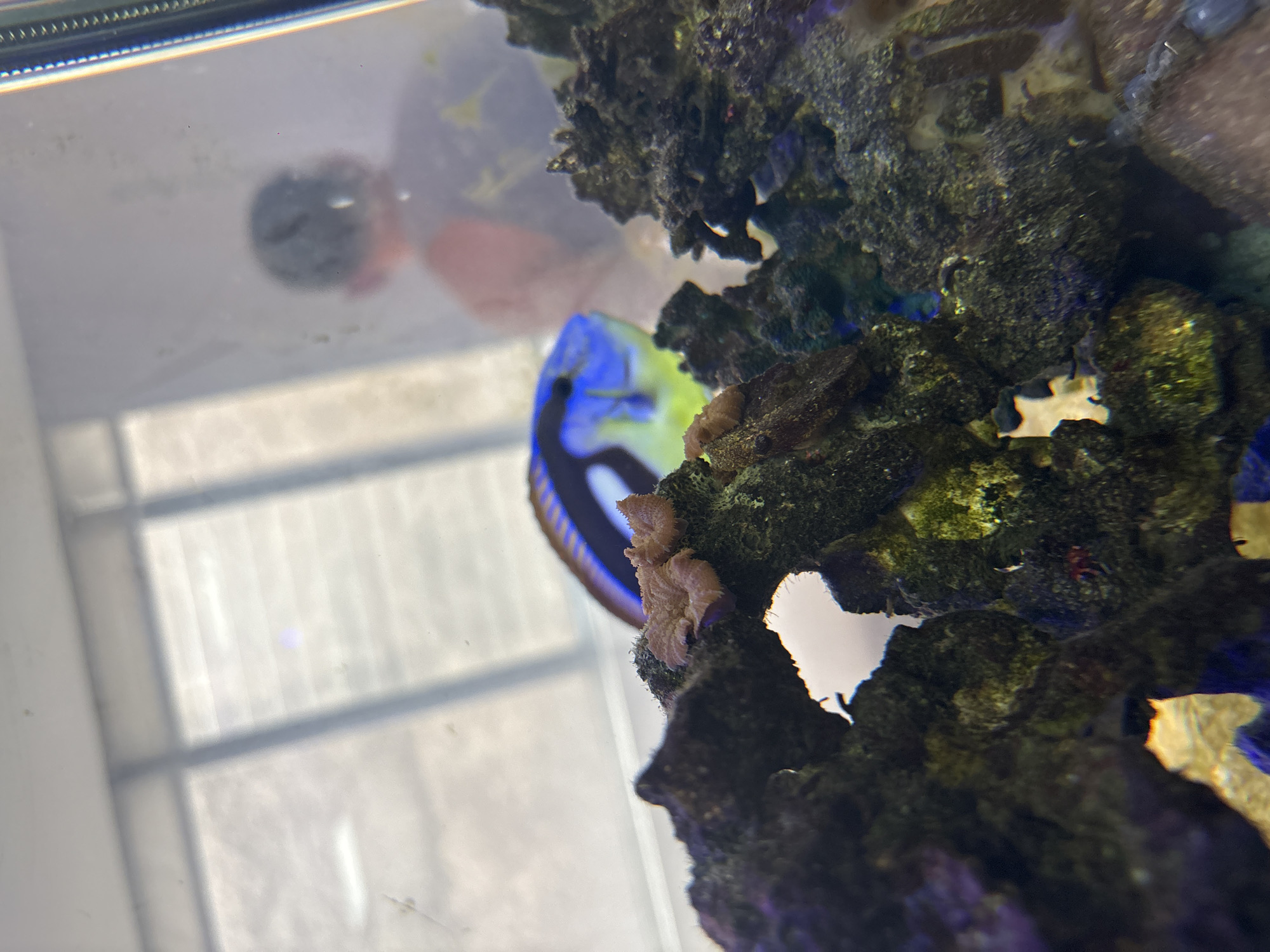 The image shows an aquarium tank with a reef rock formation in the foreground. Several mushroom corals are attached to the rock. A blue tang fish is partially visible in the background, swimming near the rock. The exterior wall of the aquarium is blurred, with a partial reflection of a person and the outlines of windows in a room with natural light. The location, Mexico City, Mexico is not discernible from the image.