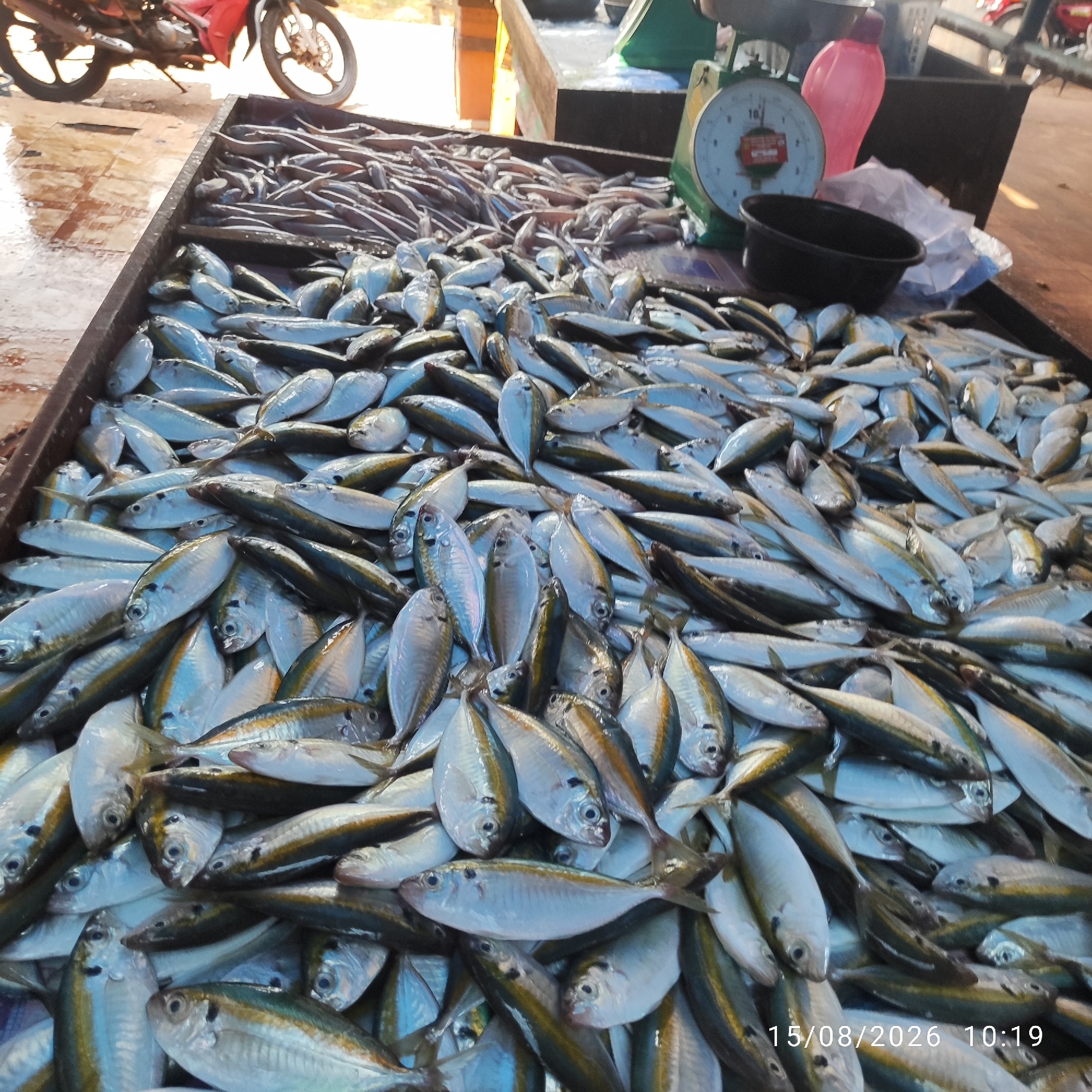 The image depicts a bustling fish market scene in the city of Pembaharuan, Indonesia. The foreground is dominated by large crates overflowing with a variety of fresh fish, predominantly small, silvery species. These fish are piled high, with their heads and tails visible, creating a textured mosaic of aquatic life. In the background, a red motorcycle is parked, its wheel visible. A vintage green and white weighing scale with a dial face is placed on a wooden surface, suggesting the commercial nature of the transaction. A pink plastic bottle and a black plastic bowl are also present. The overall environment appears to be outdoors, with a wet, reflective ground surface, indicative of water likely used for cleaning or to keep the fish fresh. The lighting suggests it might be daytime, possibly early morning or late afternoon, judging by the warm tones in some areas. The scene captures a typical moment of commerce at an Indonesian fish market.