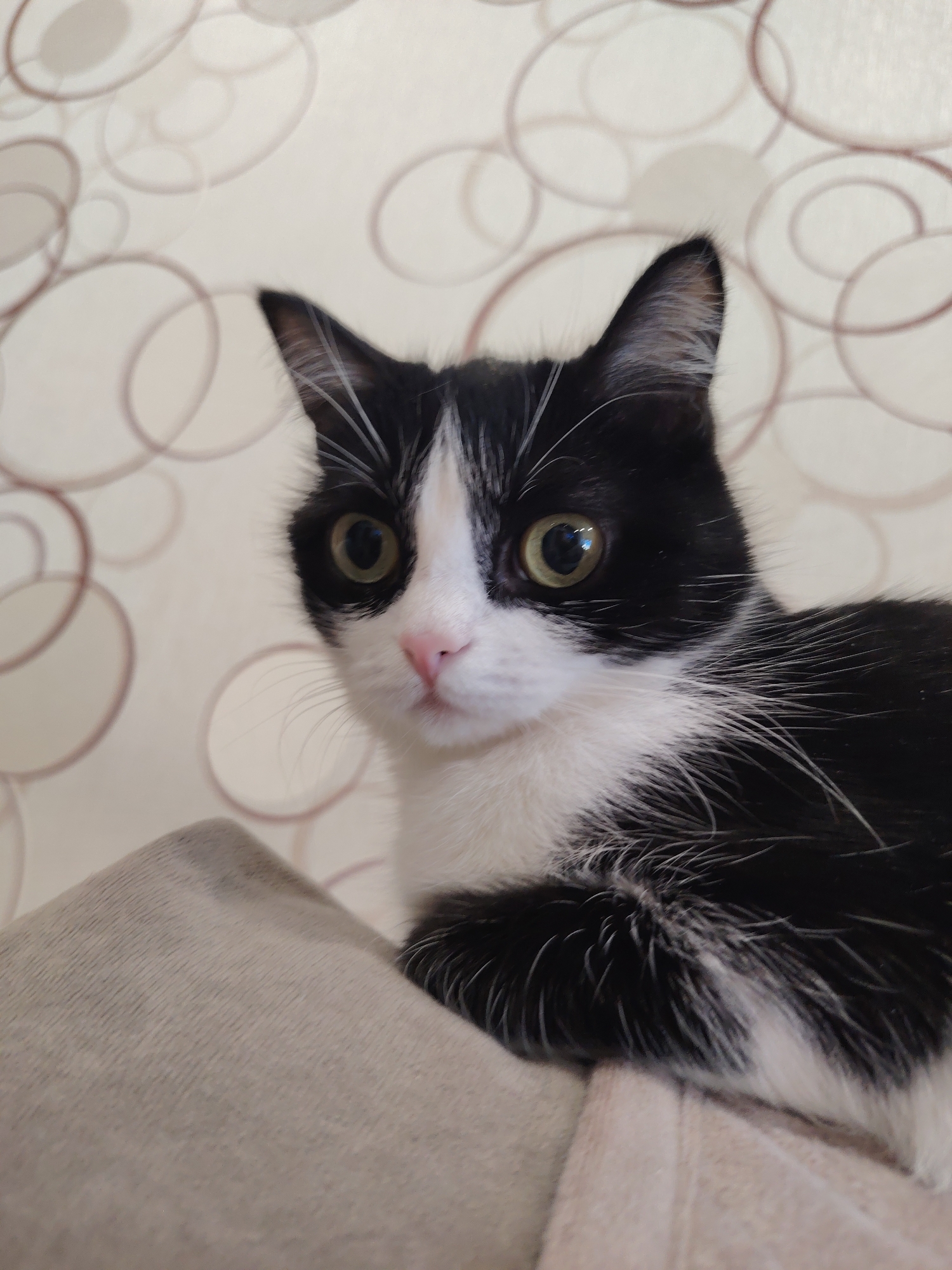 A black and white cat is resting on a beige surface, possibly a sofa or cushion. The cat is looking directly at the camera with large, curious green eyes. Its fur is predominantly black with white markings on its face, chest, and paws. The background features a light-colored wallpaper with a pattern of overlapping circles. The lighting suggests an indoor setting, likely a home. The image is a close-up shot, focusing on the cat's face and upper body. There are no discernible landmarks or environmental cues that would indicate a specific location within a city.