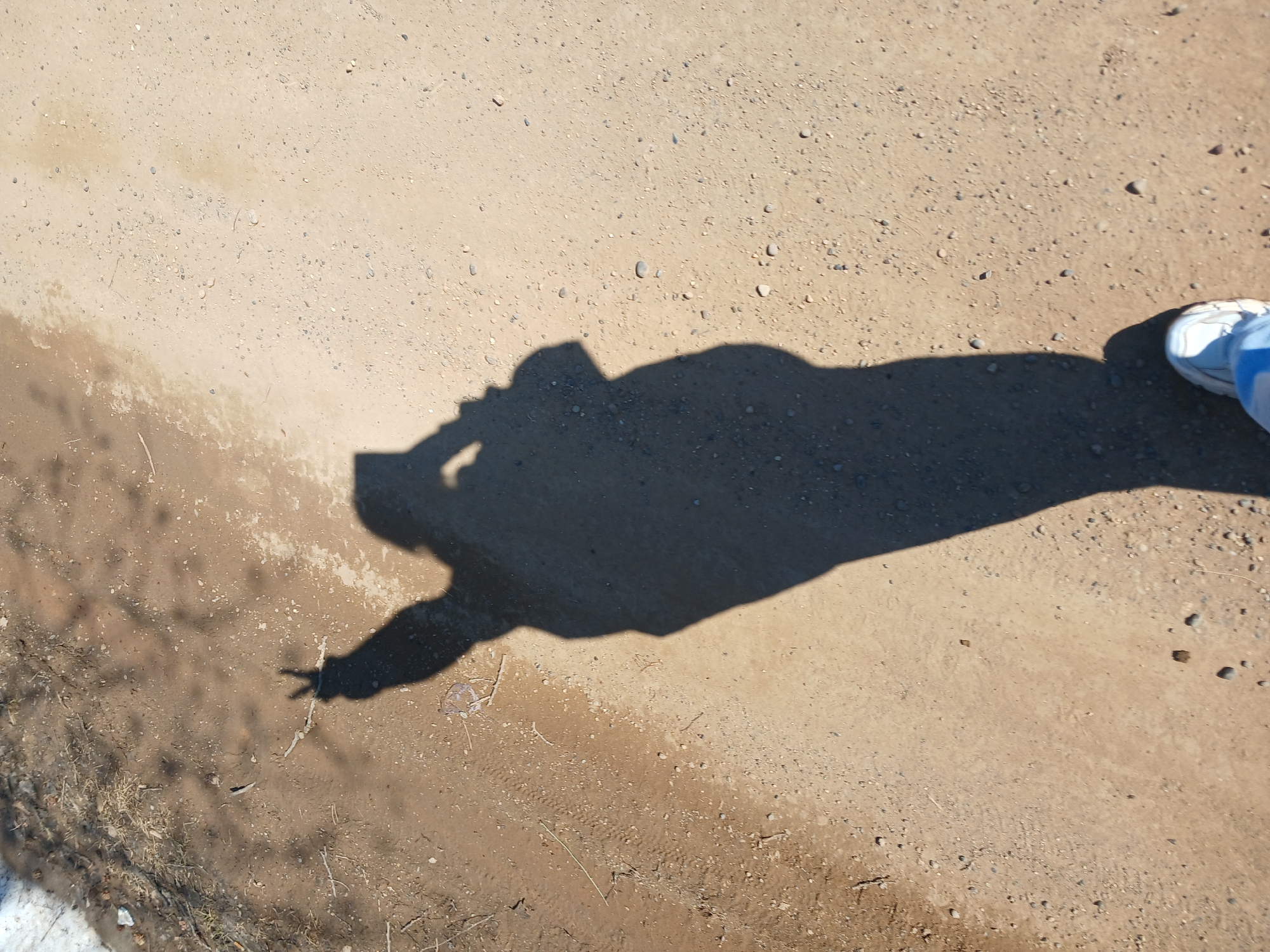 The image captures a person's shadow cast onto a light brown, sandy, or dirt ground, likely in Bolshaya Sosnova, Russia. The shadow depicts the person holding an object, possibly a phone or camera, to take a picture, with one hand making a "peace" sign. In the bottom right corner, a portion of the person's right foot, wearing a white sneaker with blue accents, is visible.
The ground is uneven, scattered with numerous small pebbles and some dry grass or organic debris. A darker, moist-looking patch of earth runs diagonally across the left side of the frame, with a small patch of white material, possibly melting snow, visible in the bottom left corner. The distinct, sharp outline of the shadow suggests a sunny day, likely during the morning or late afternoon when the sun is lower in the sky. There is no visible text in the image. The scene conveys an outdoor, casual setting with a playful mood.