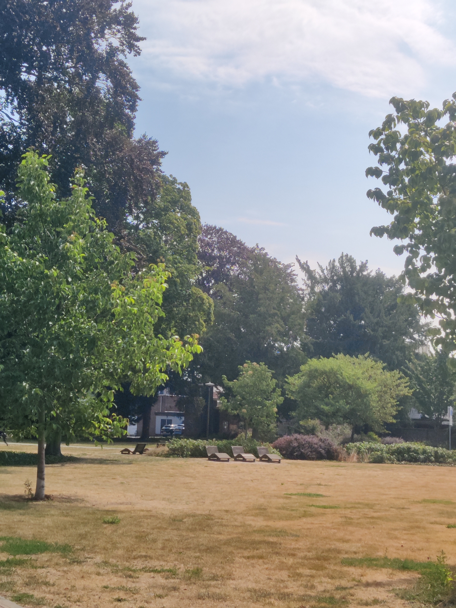 The image depicts a dry, parched lawn in front of a building, surrounded by trees. In the foreground, a solitary tree stands on the left side, its trunk thin and light-colored, and its branches filled with lush green leaves. The grass is mostly yellow and brown, with patches of sparse green growth. Further into the scene, several chaise lounges are positioned on the lawn, suggesting an outdoor seating area. Behind the lounges, a building with brown and white sections is visible, with parked cars in front of it. The background is dominated by various trees, some with dark foliage and others with lighter green leaves. The sky above is a pale blue with scattered white clouds. The overall impression is that of a dry summer day in a park or garden setting. This image was taken in the city of Winterswijk, Netherlands.